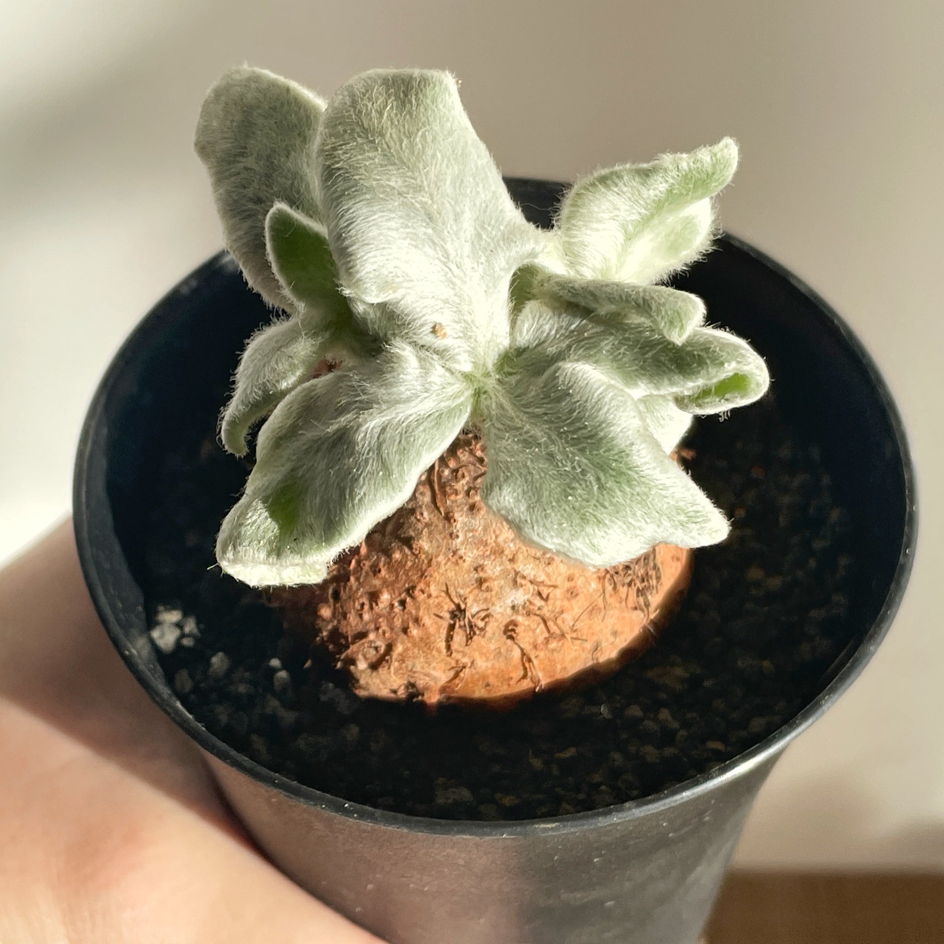 SINNINGIA LEUCOTRICHA 'Brazilian Edelweiss' Succulent Cactus, Caudiciform plant - 0