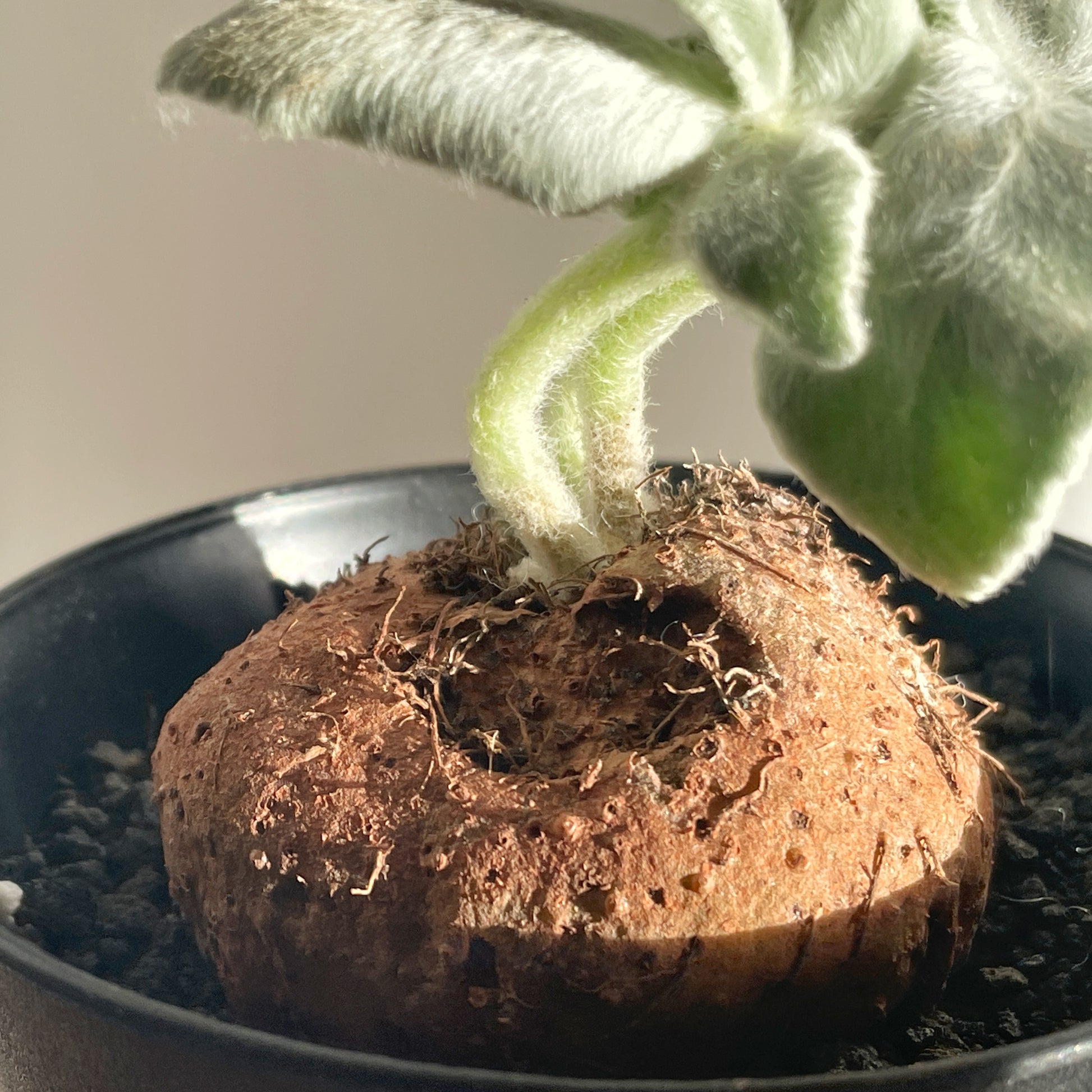 SINNINGIA LEUCOTRICHA 'Brazilian Edelweiss' Succulent Cactus, Caudiciform plant - 0