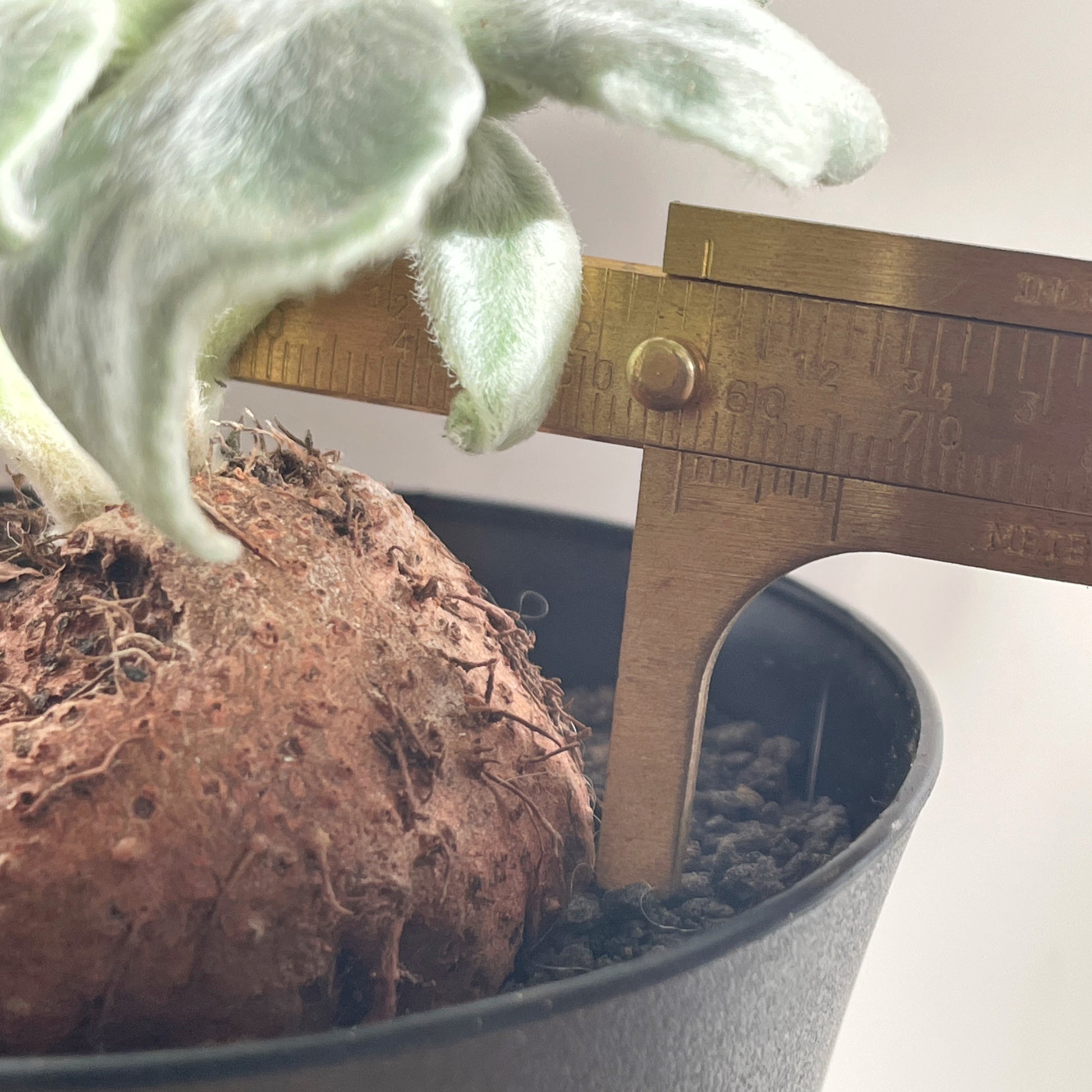 SINNINGIA LEUCOTRICHA 'Brazilian Edelweiss' Succulent Cactus, Caudiciform plant - 0