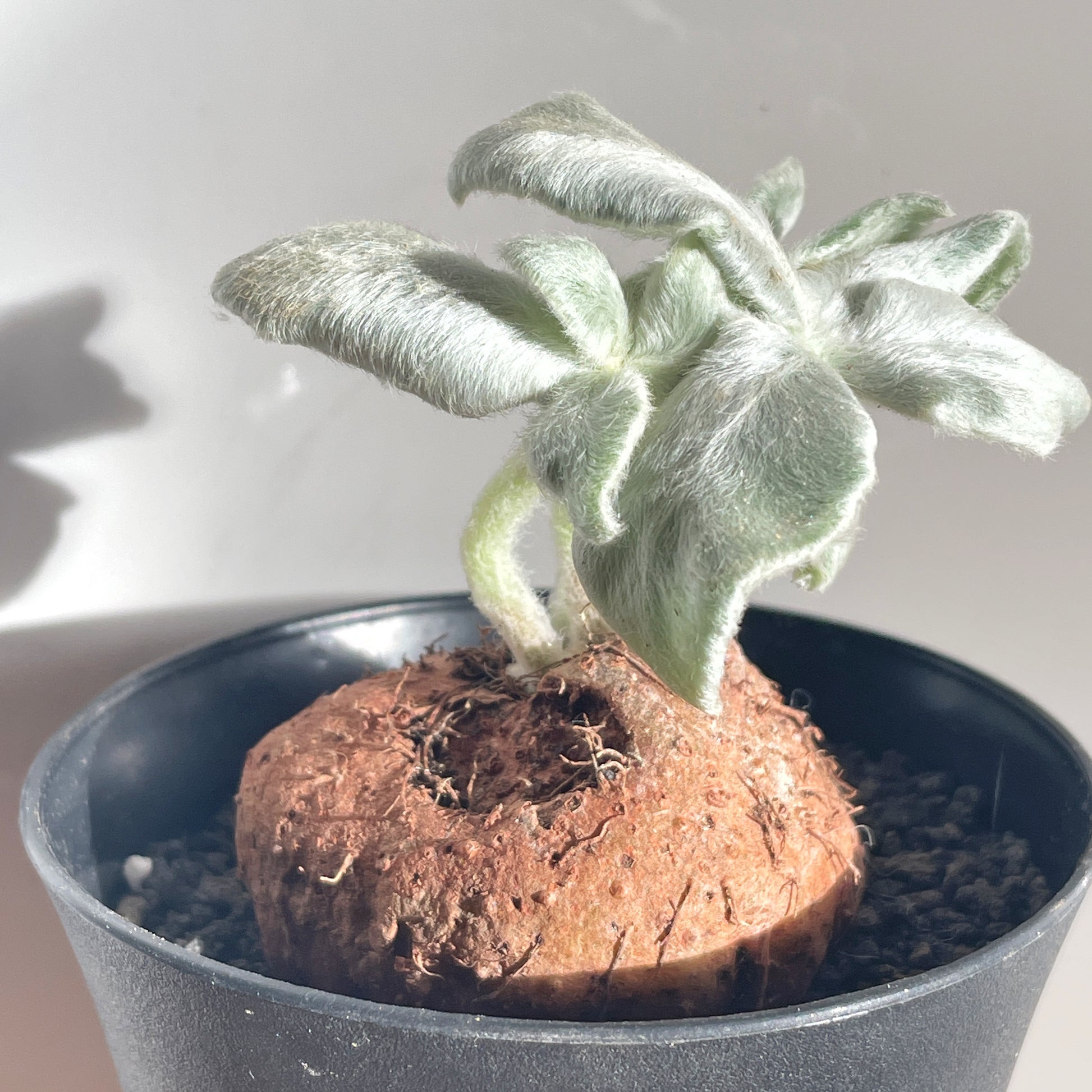 SINNINGIA LEUCOTRICHA 'Brazilian Edelweiss' Succulent Cactus, Caudiciform plant - 0