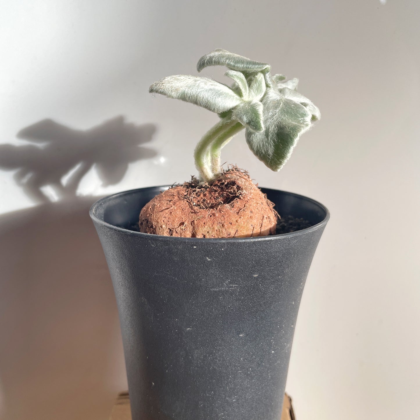 SINNINGIA LEUCOTRICHA 'Brazilian Edelweiss' Succulent Cactus, Caudiciform plant - 0