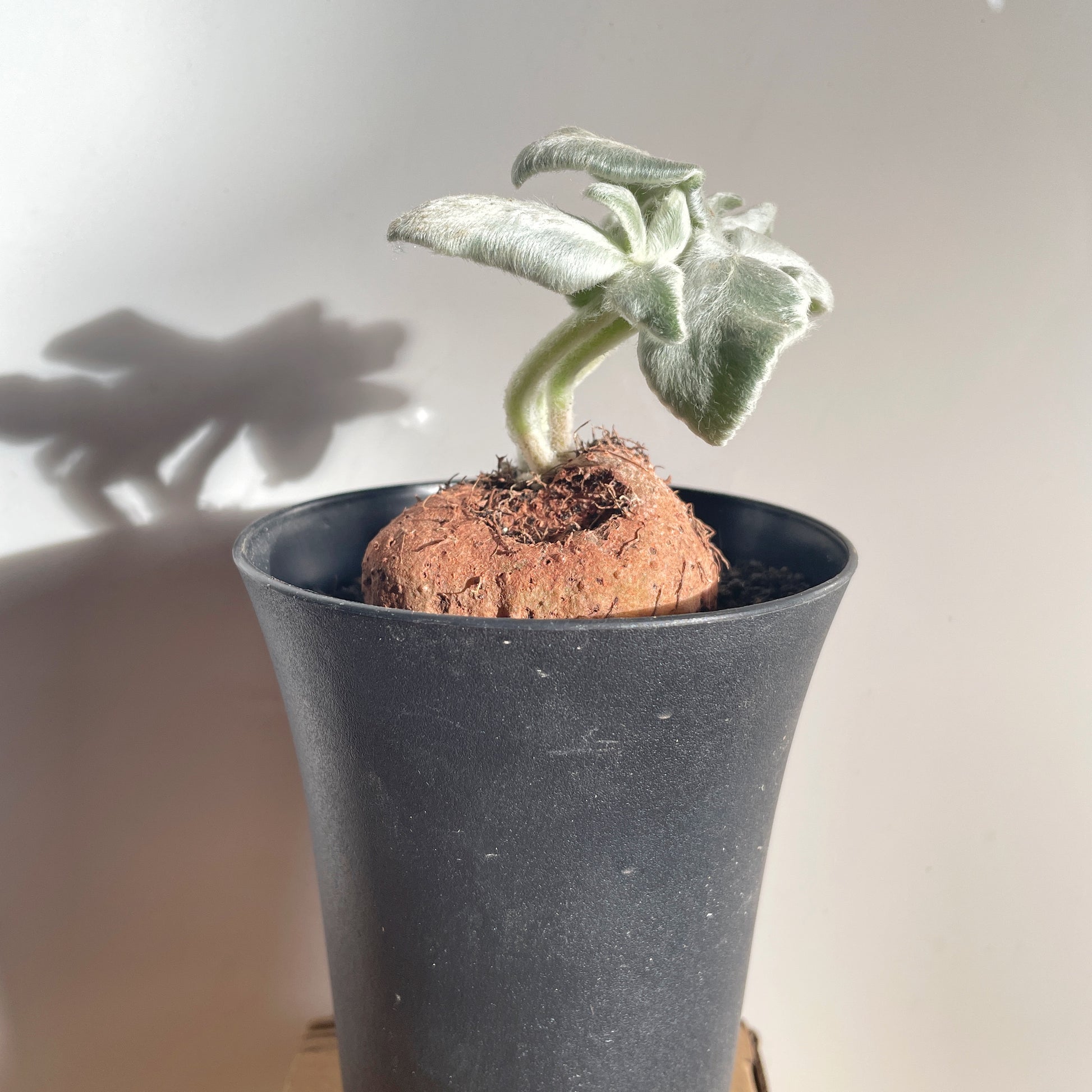 SINNINGIA LEUCOTRICHA 'Brazilian Edelweiss' Succulent Cactus, Caudiciform plant - 0