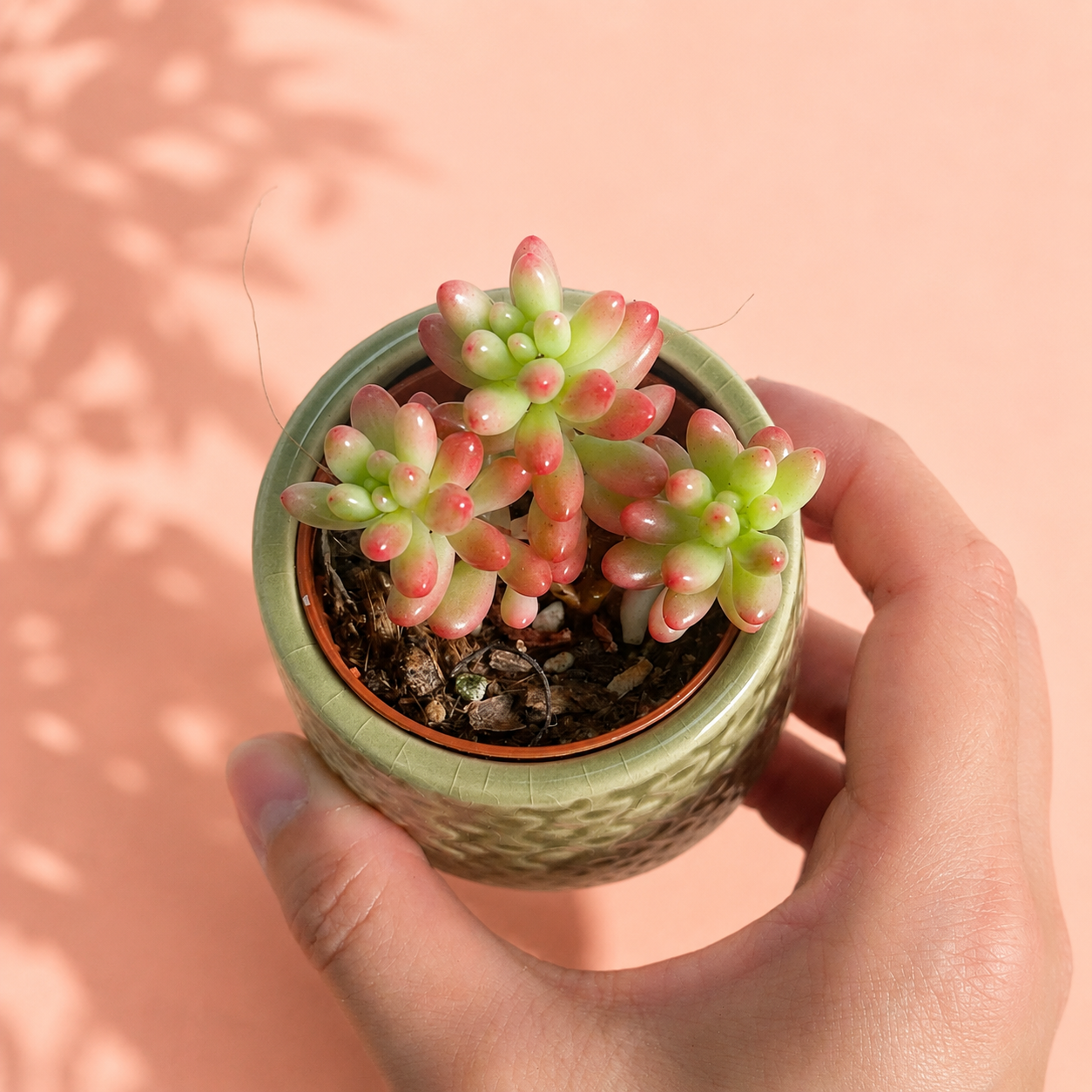 A small potted succulent with pink-tipped green leaves held in a person's hand against a peach background with soft leaf shadows.