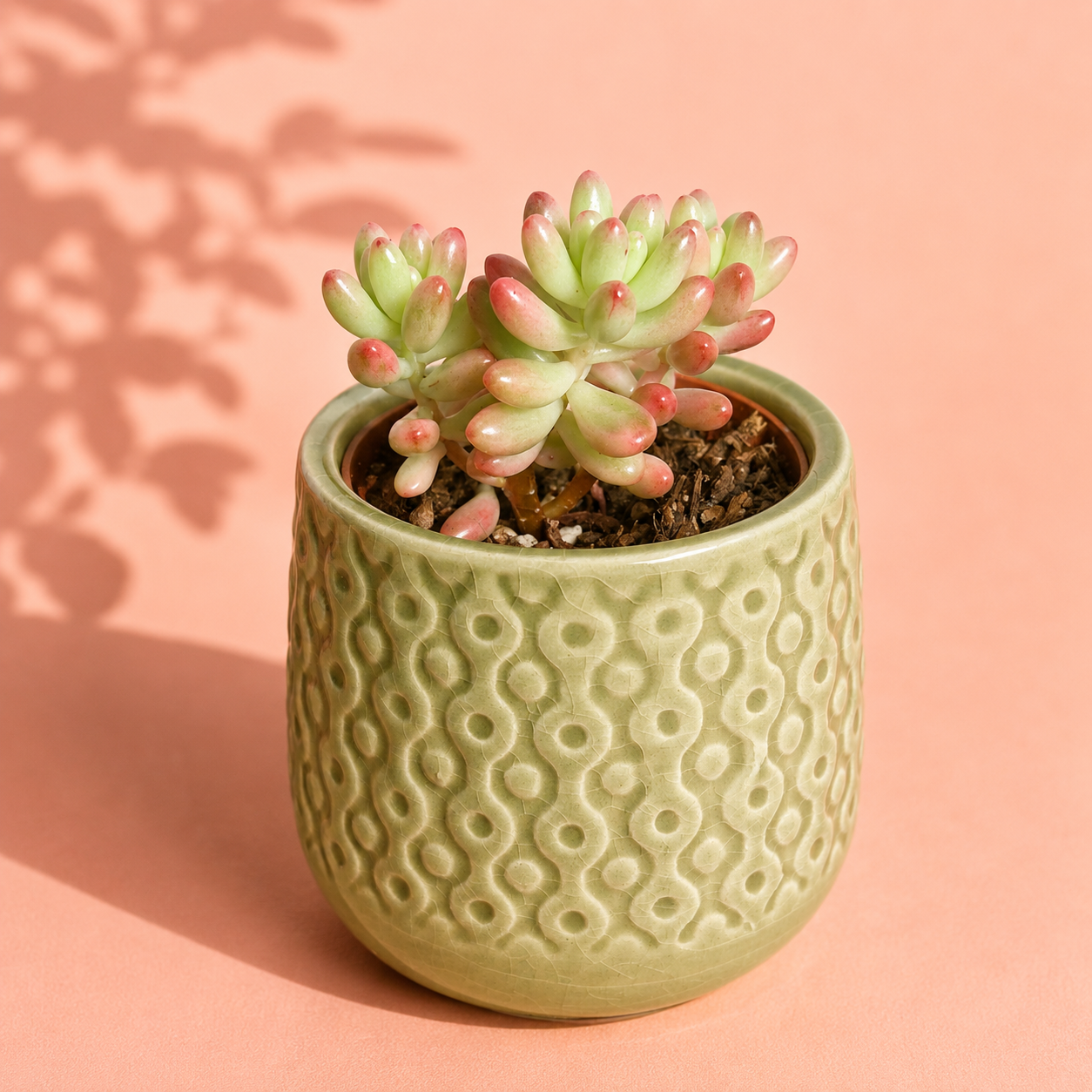 A small succulent plant with pale green and pinkish-red leaves sits in a textured light olive-green ceramic pot with a circular embossed pattern, set against a soft peach-pink background with leaf shadows.