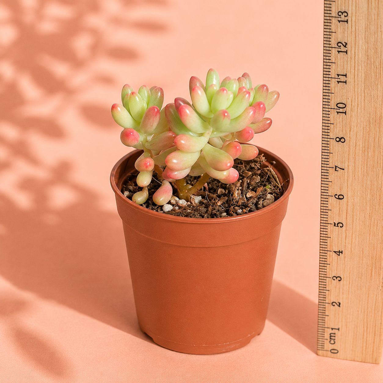 A small potted succulent with pale green and pink leaves in a terracotta-colored plastic pot, shown next to a wooden ruler for scale on a peach-colored background with leaf shadows.