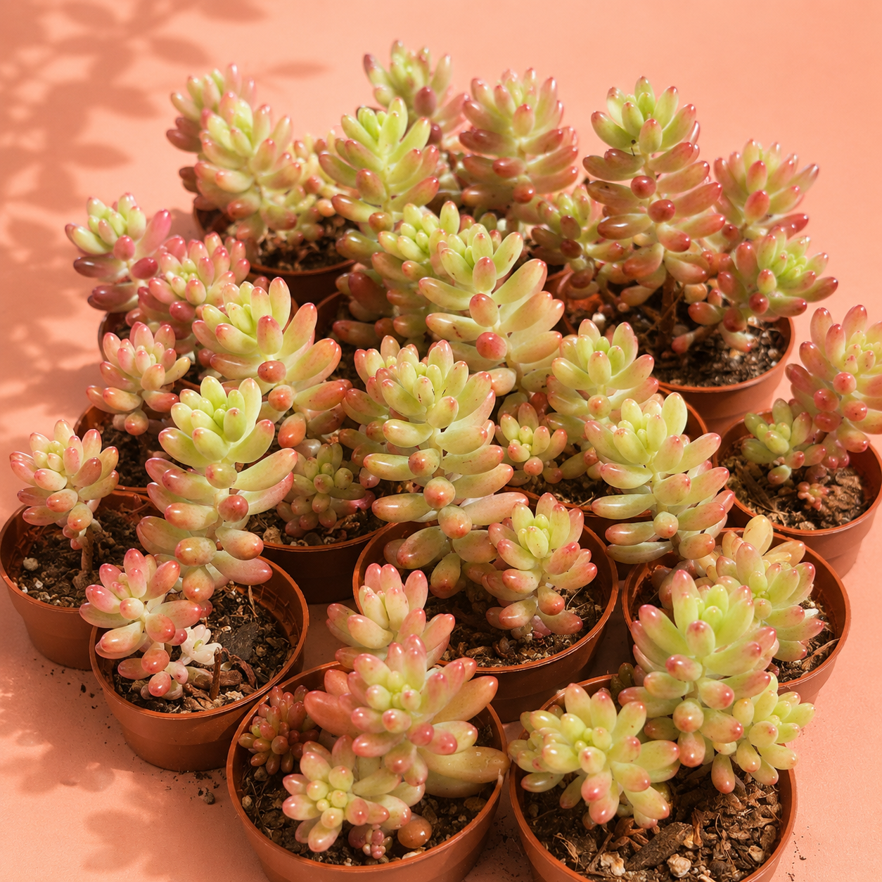 A group of small succulent plants in individual terracotta-colored plastic pots, arranged closely together on a peach-colored surface with soft leaf shadows.
