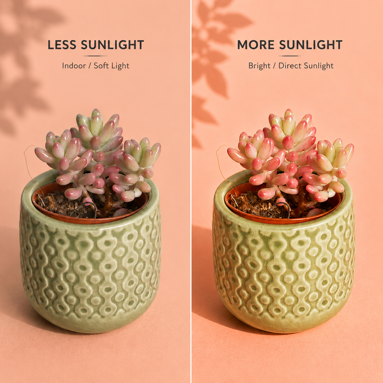 A split comparison showing a small potted succulent under soft indoor light on the left and bright direct sunlight on the right, with text reading 'LESS SUNLIGHT Indoor / Soft Light' and 'MORE SUNLIGHT Bright / Direct Sunlight' on a peach background.