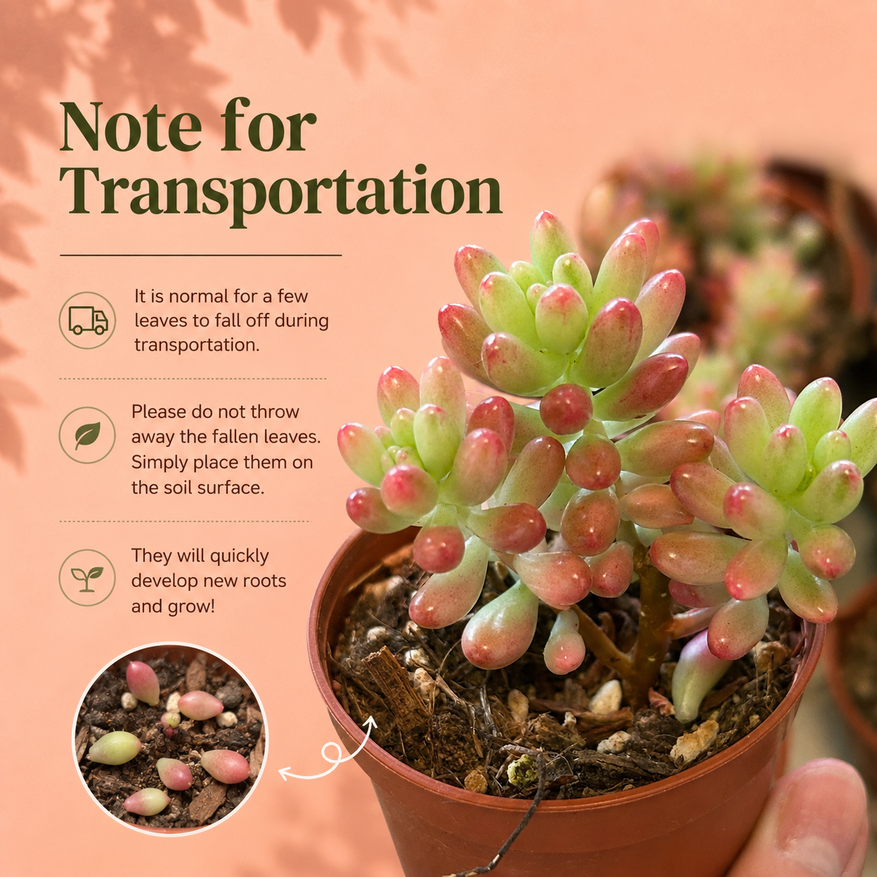 A potted succulent plant with green and pinkish-red leaves in a terracotta pot, shown on a peach background with text reading 'Note for Transportation' and a small inset showing fallen leaves in the soil.