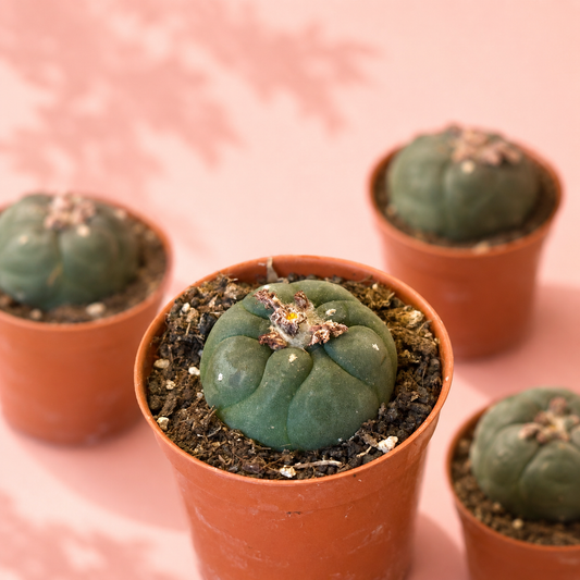 Three small green cacti in terracotta pots arranged on a soft pink background with a leafy shadow overlay.
