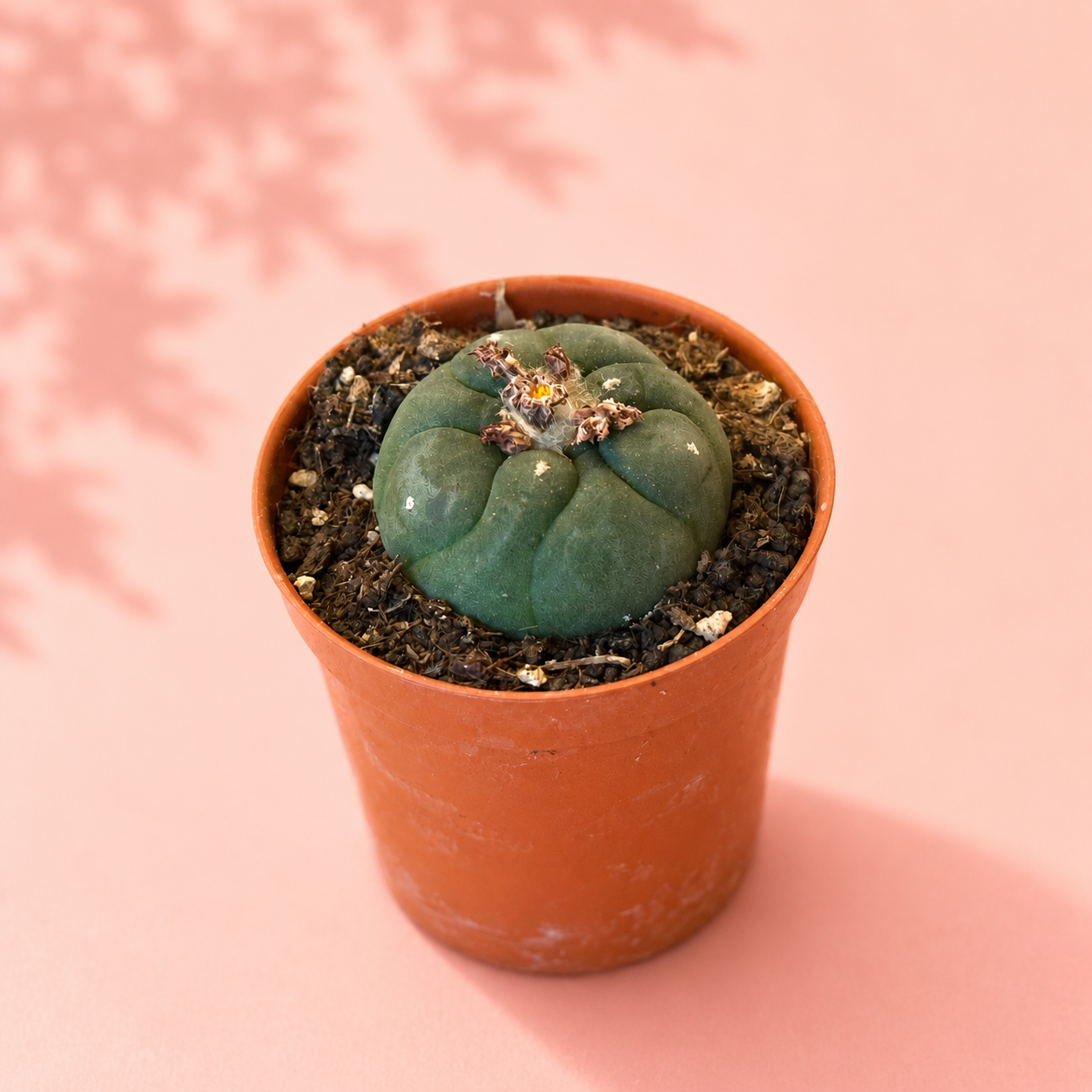 A small green cactus in a terracotta-colored plastic pot, set against a solid pink background with soft leaf shadows.