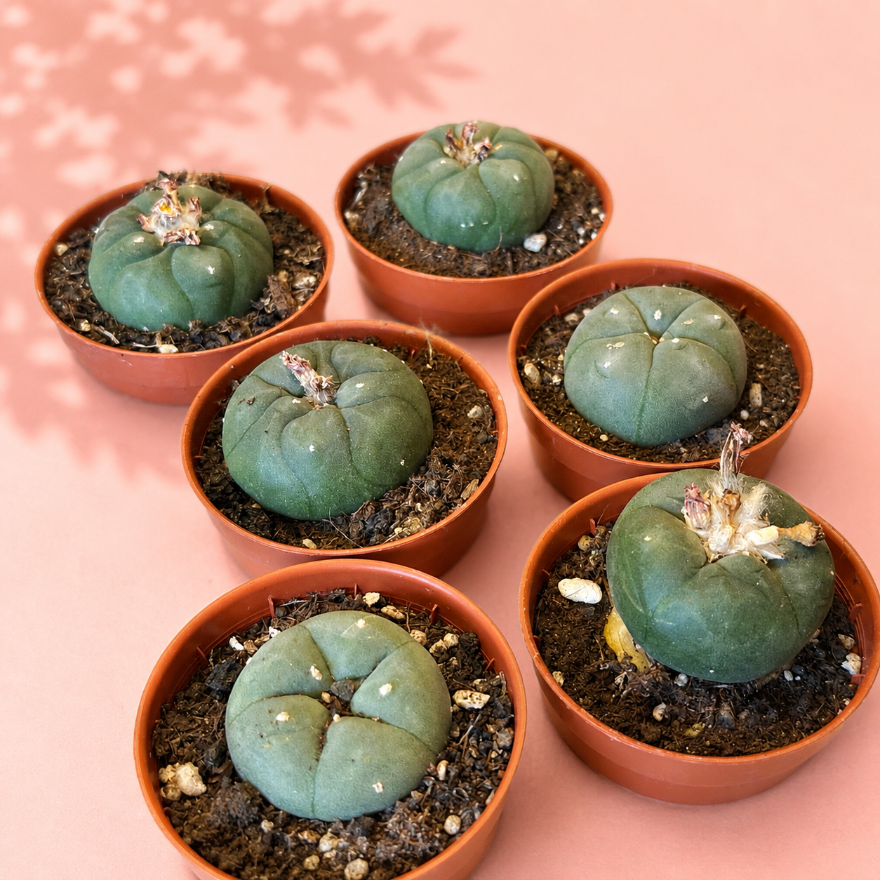 Five small green cacti in terracotta pots arranged on a pink background with soft leaf shadows.