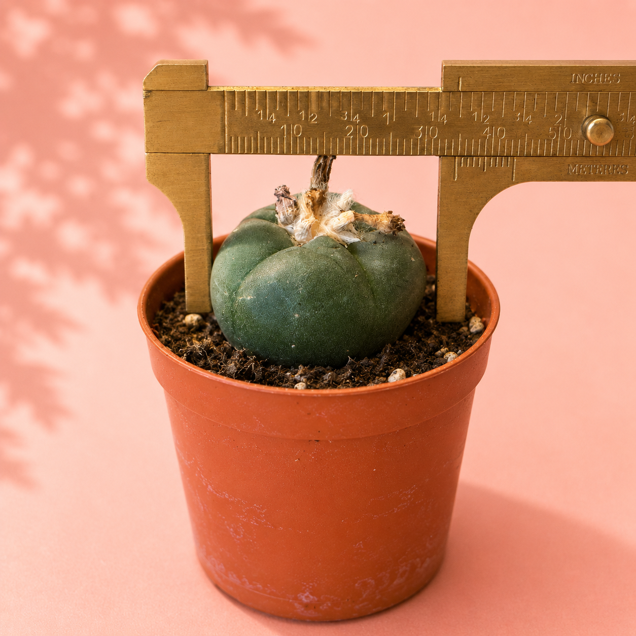 A small green succulent or cactus in a terracotta-colored plastic pot, with a brass caliper placed over the top of the plant to show its size, set against a solid pink background.