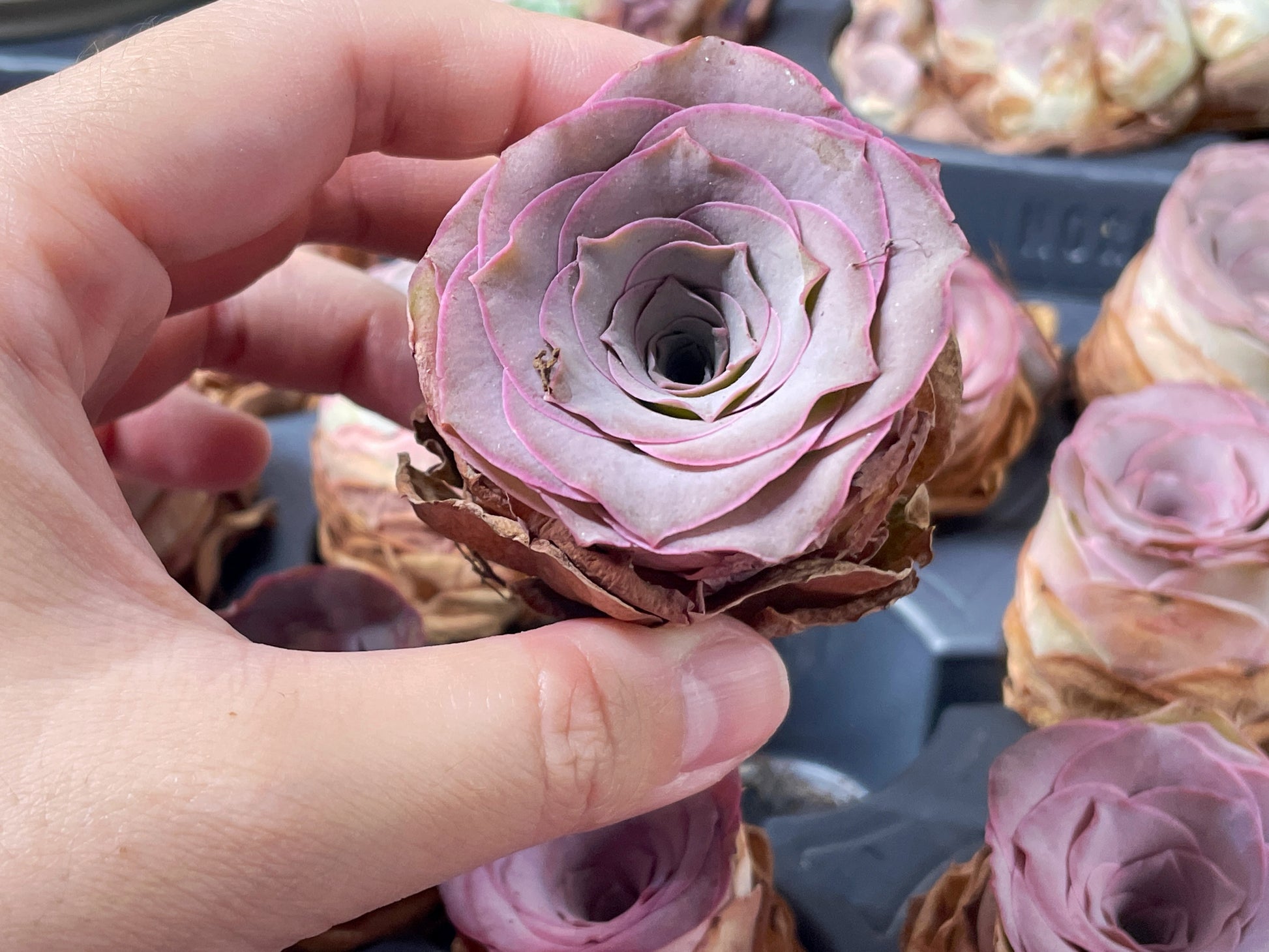 Single Head Pink Mountain Rose – Greenovia Succulent - 0