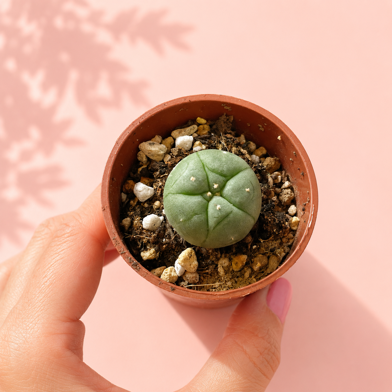A small round green succulent cactus in a terracotta-colored plastic pot, held by a hand against a soft pink background with leaf shadows.