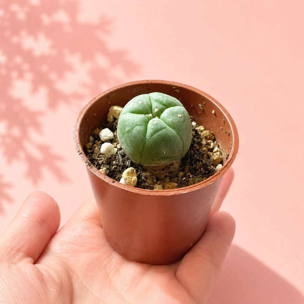 A small green succulent plant in a brown plastic nursery pot being held in a person's hand against a soft pink background with leaf shadows.
