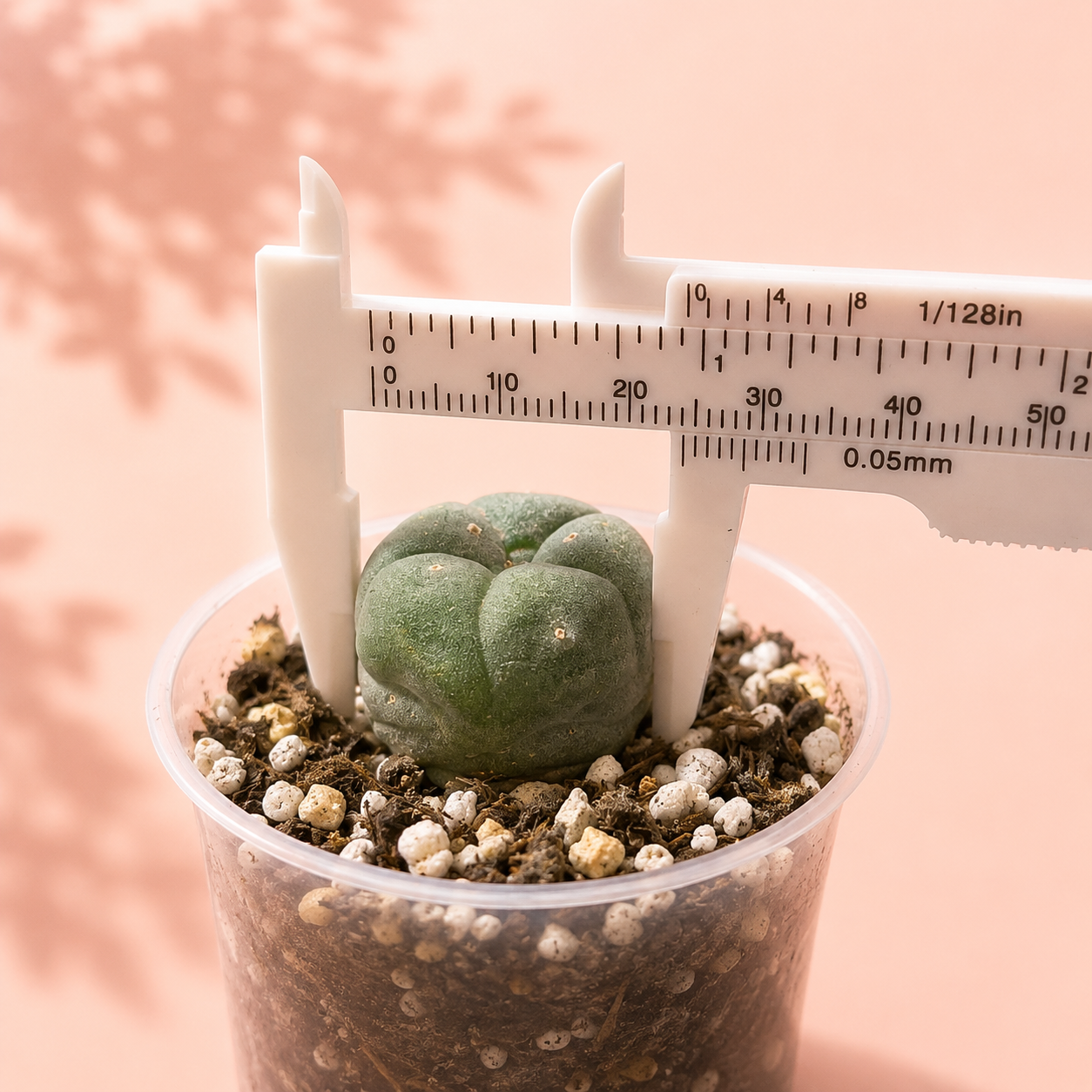 A small green succulent cactus in a clear plastic pot filled with soil and perlite, with a white vernier caliper measuring its diameter against a soft peach-pink background.