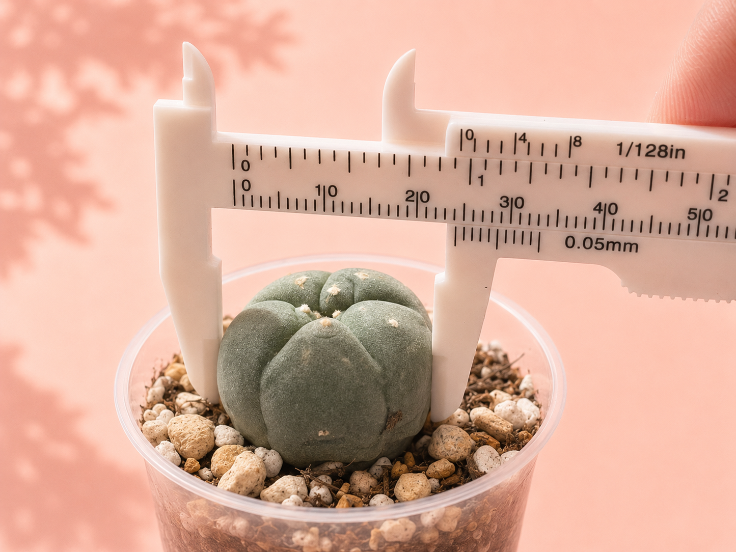 A small green cactus in a clear plastic cup filled with pebbles, with a white caliper measuring its diameter against a soft peach-pink background.