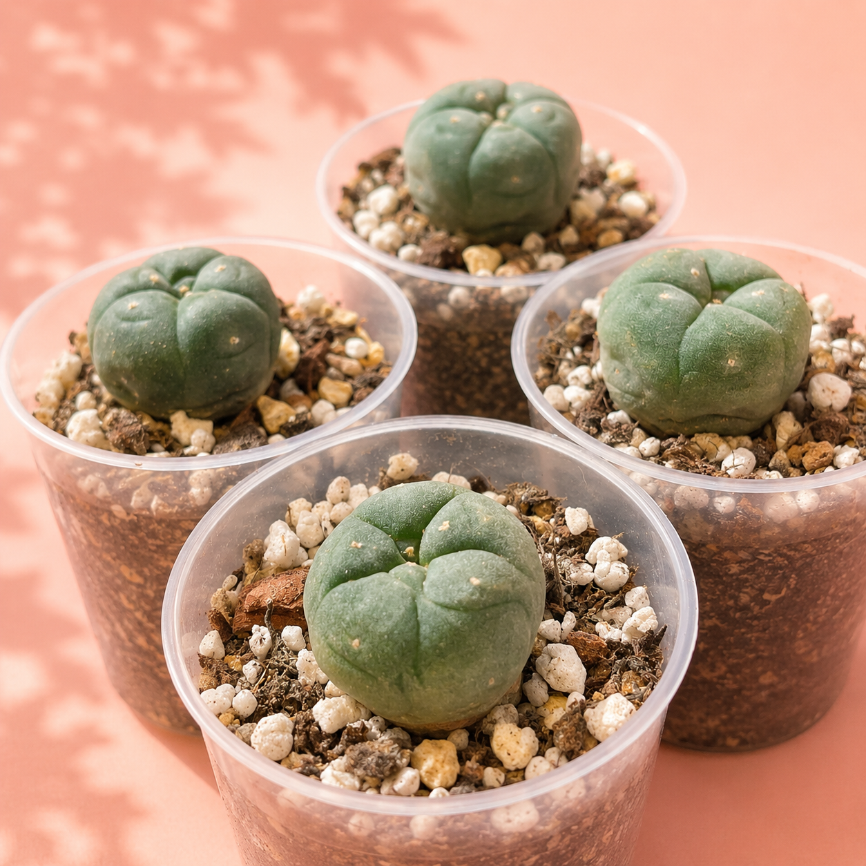 Four small green cacti in clear plastic cups filled with soil and white pebbles, arranged on a peach-colored surface with soft leaf shadows.