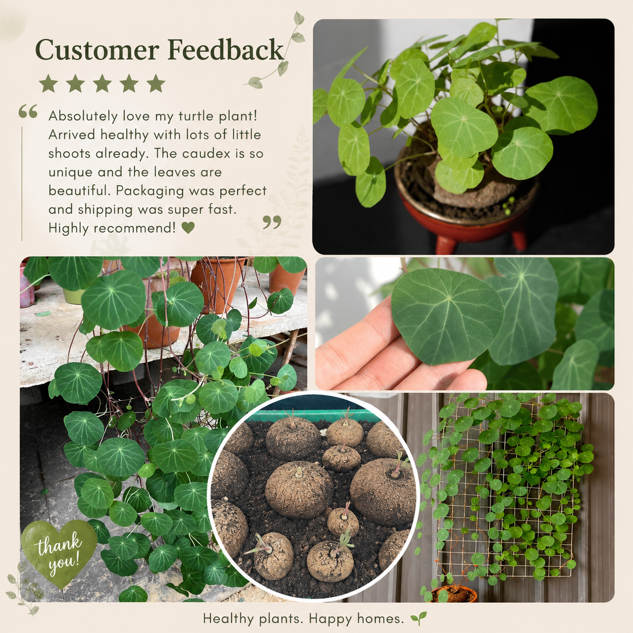 A collage-style customer feedback graphic featuring multiple photos of a green turtle plant, including close-ups of leaves, a potted plant, a hand holding a leaf, a trailing plant on a grid, and a circular inset showing the tuber. Text on the left reads 'Customer Feedback' with a review quote, and the bottom text says 'Healthy plants.