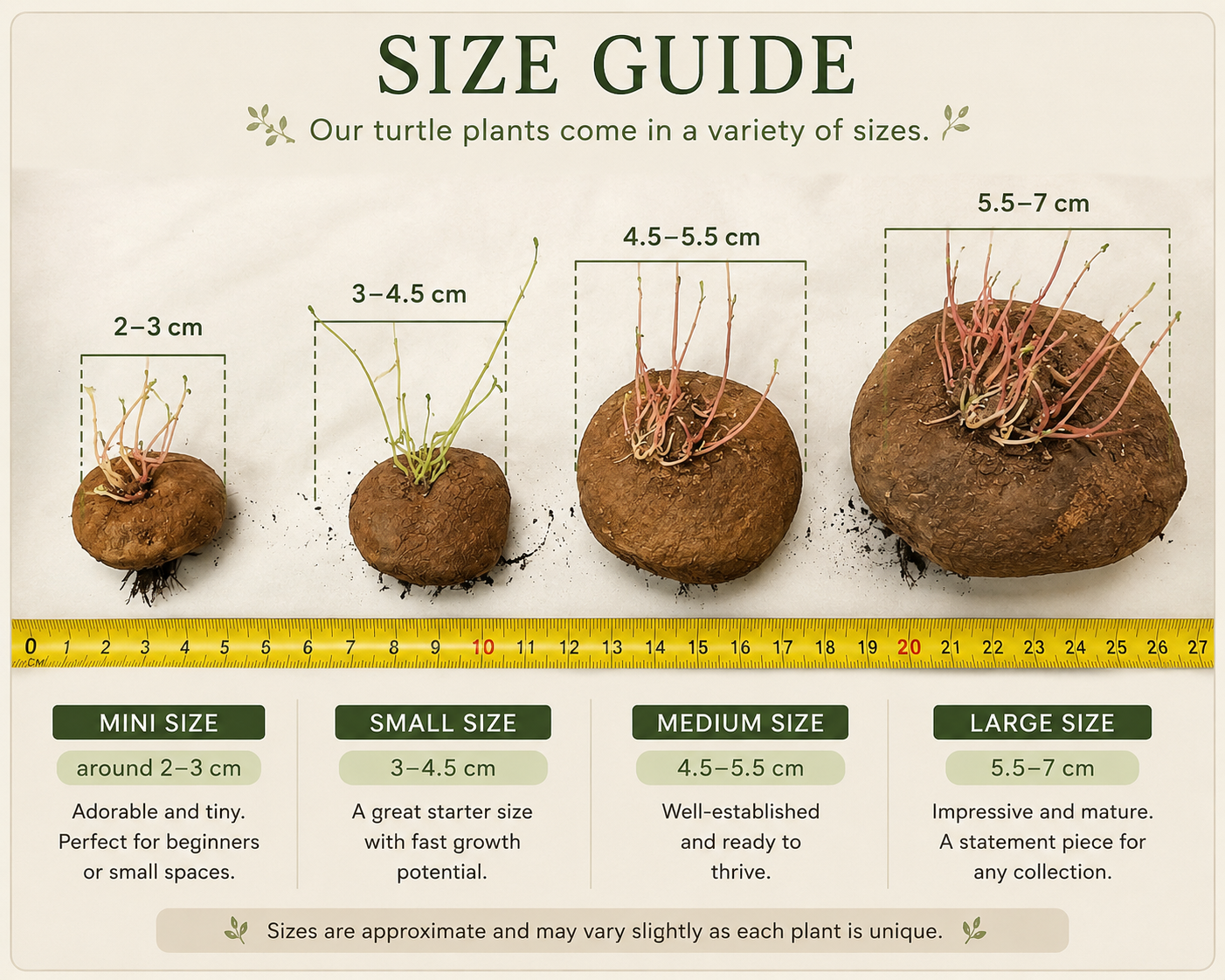 A size guide infographic for turtle plants, showing four different plant sizes ranging from 2-3 cm to 5.5-7 cm, with corresponding descriptions and a yellow measuring tape ruler in the middle.