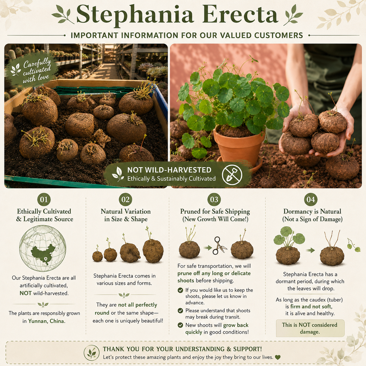 An informational graphic for Stephanie Erecta plants, featuring three main photo panels showing the roots, natural growth, and transplantation, accompanied by four text panels detailing cultivation, size variation, shipping precautions, and natural growth characteristics.