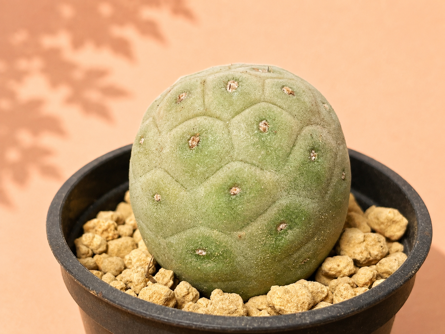A green, rounded Euphorbia plant in a black plastic nursery pot filled with light tan gravel, set against a warm peach background with soft leaf shadows.