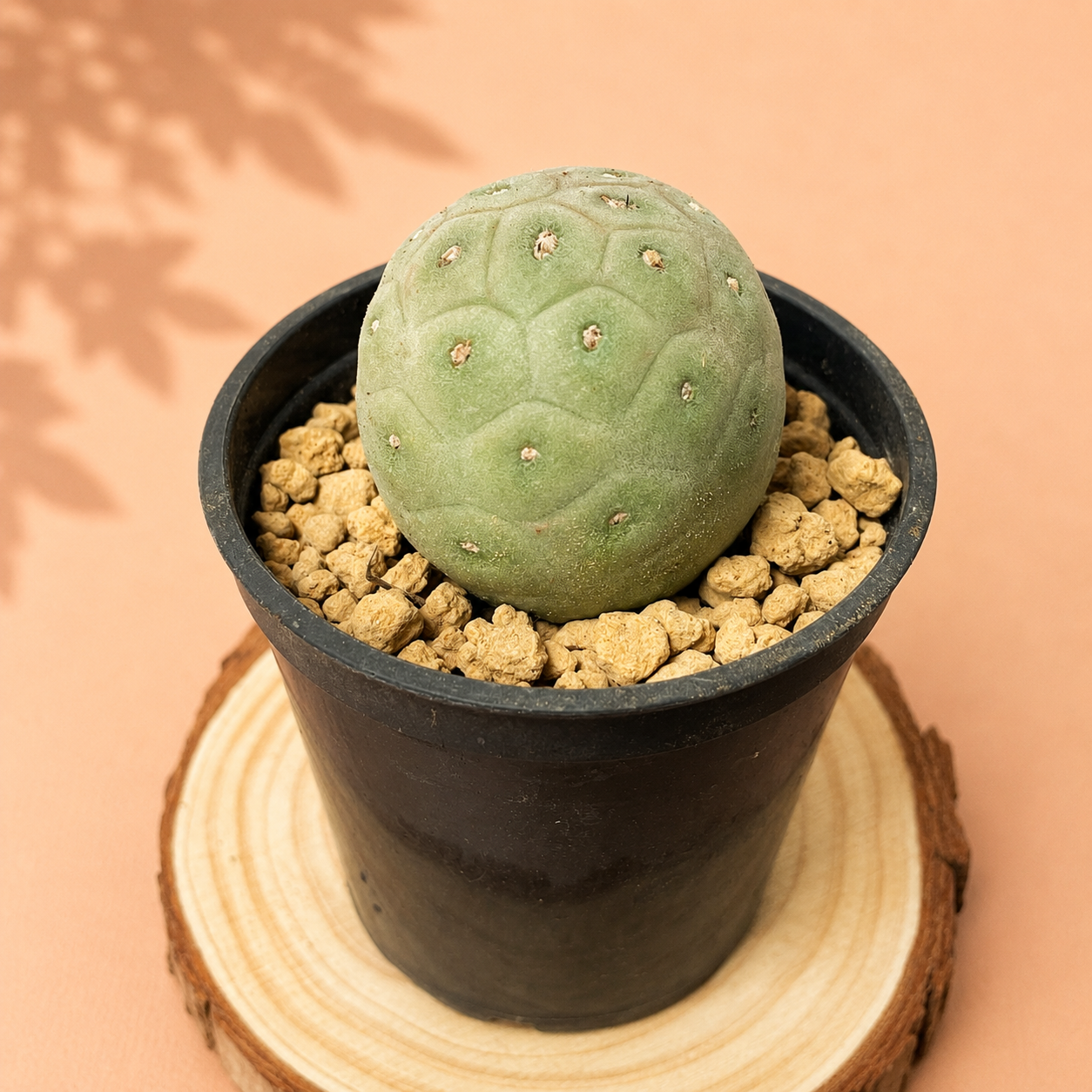 A small round green cactus in a black plastic pot filled with tan gravel, placed on a round wood slice against a peach background with soft leaf shadows.