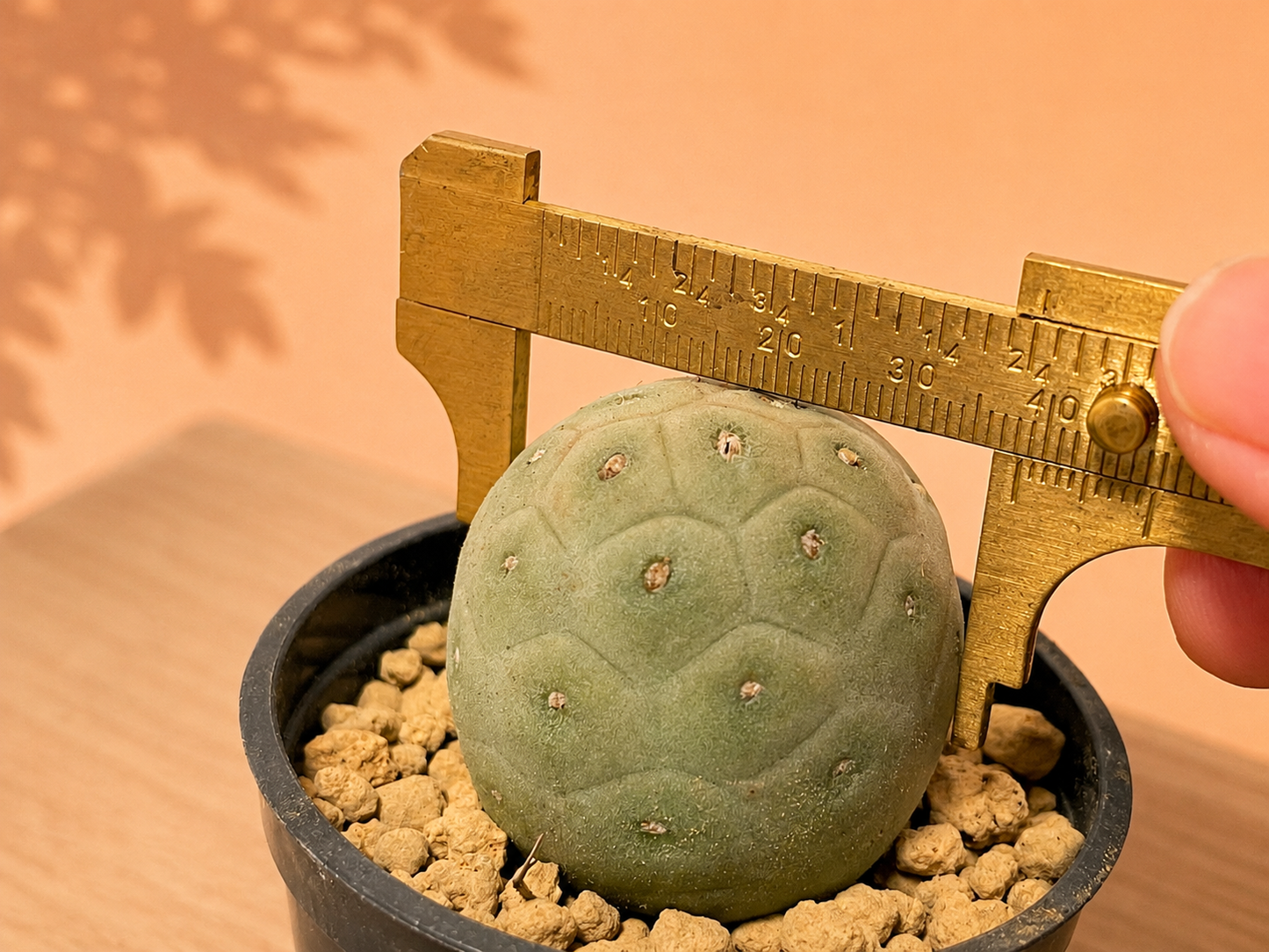 A close-up of a small round green cactus in a black pot filled with tan gravel, being measured with a brass caliper. A human hand is visible on the right side, and the background is a warm peach-colored wall with soft leaf shadows.