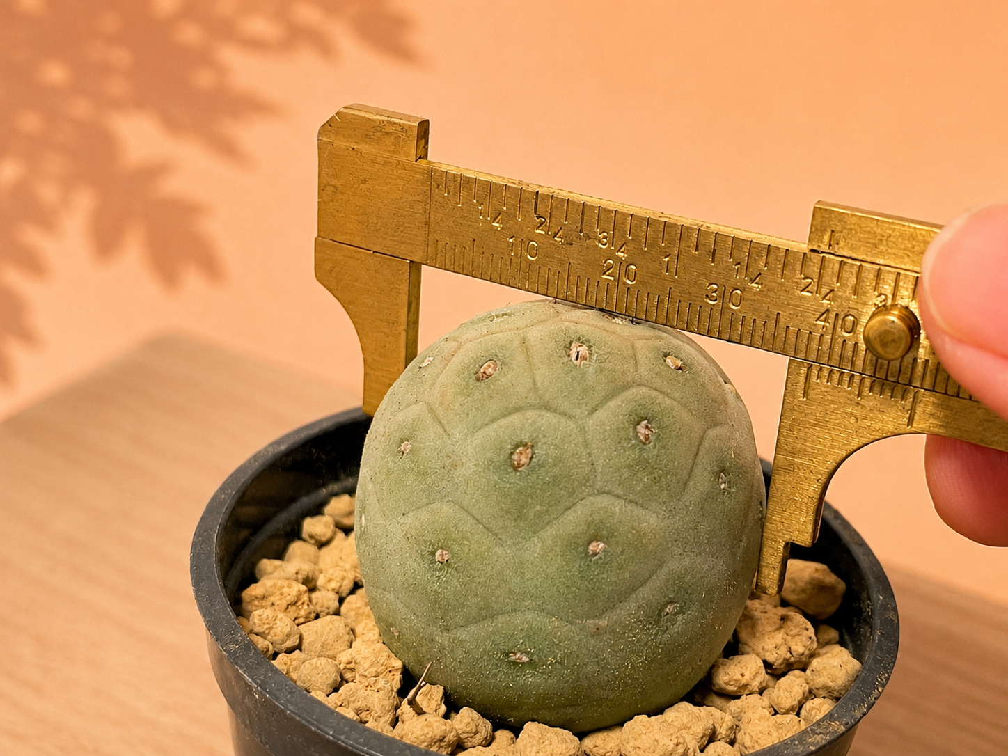 A close-up of a small round green cactus in a black pot filled with tan gravel, being measured with a brass caliper. A human hand is visible on the right side, and the background is a warm peach-colored wall with soft leaf shadows.
