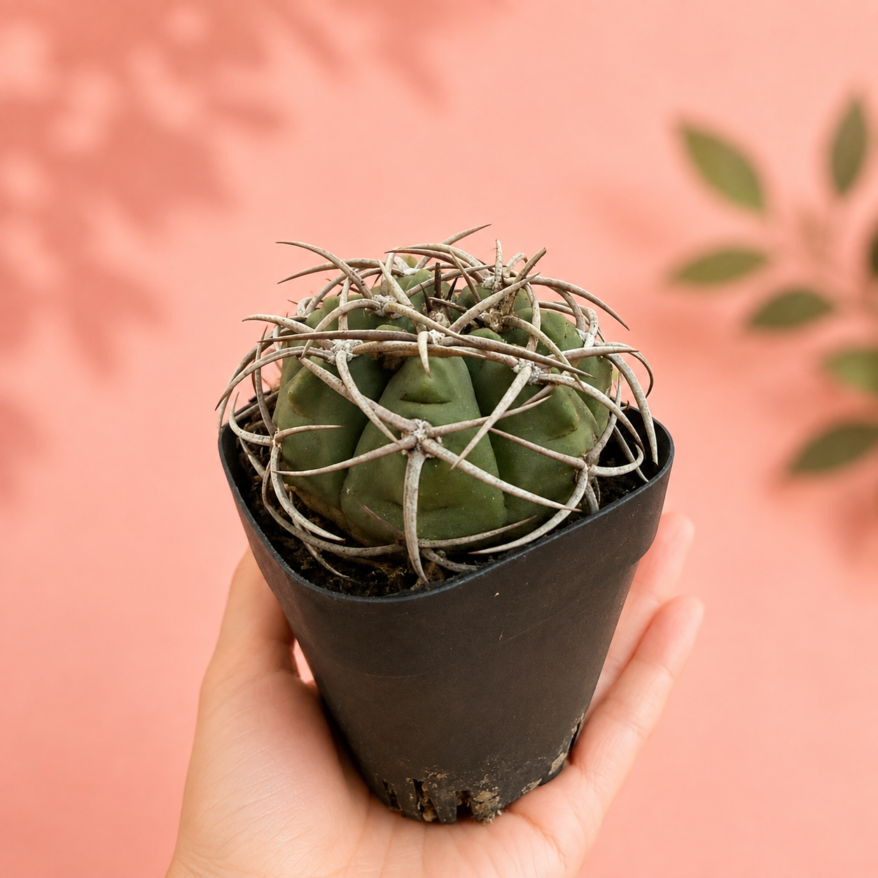 Thick Spined Gymnocalycium Type Live Collector Cactus Potted
