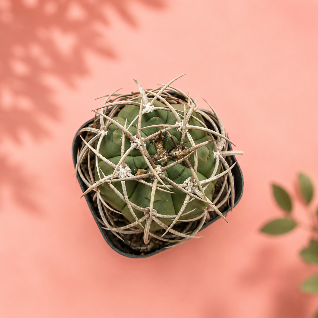 Thick Spined Gymnocalycium Type Live Collector Cactus Potted
