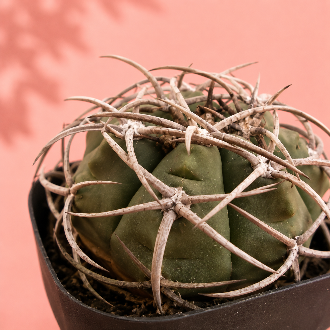 Thick Spined Gymnocalycium Type Live Collector Cactus Potted

