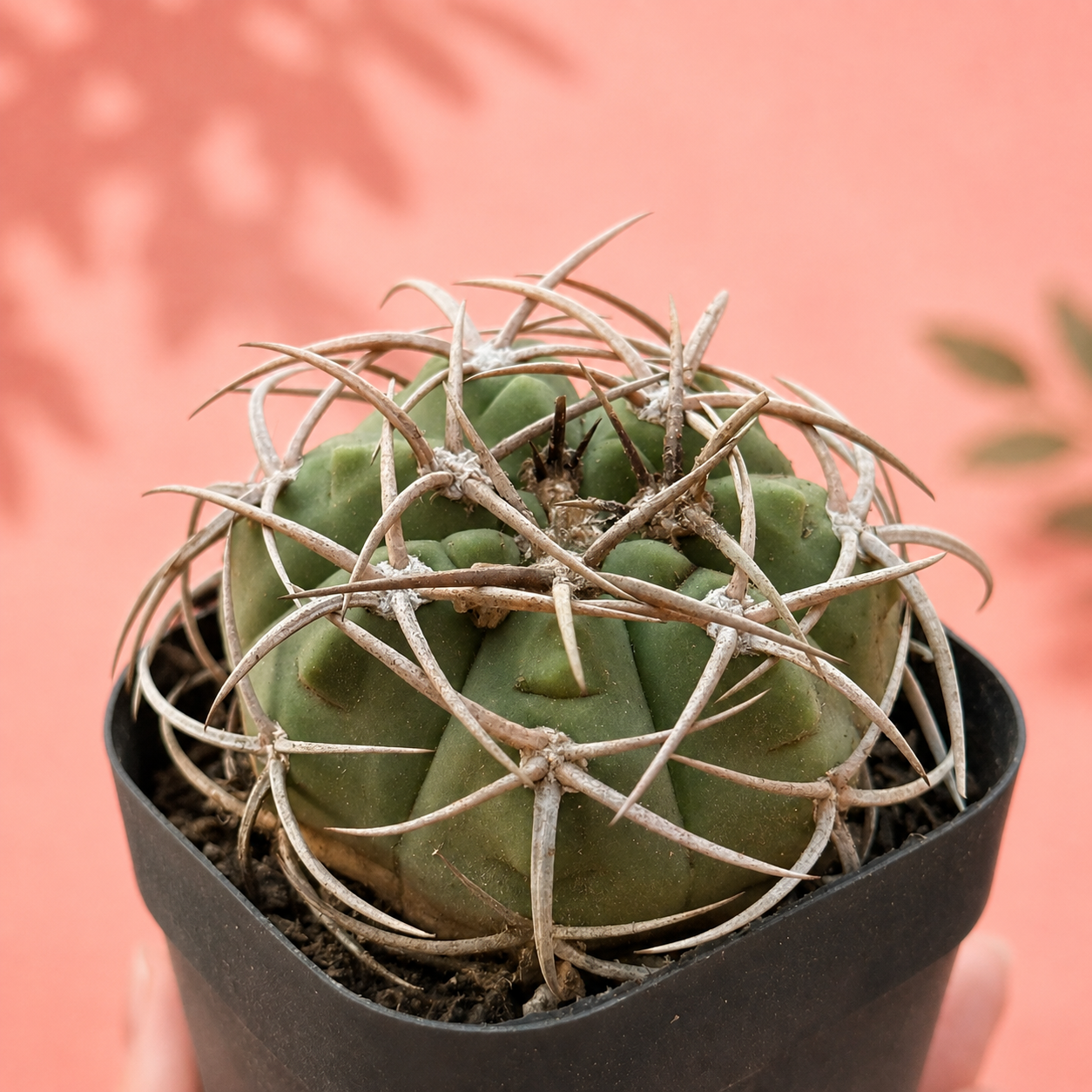 Thick Spined Gymnocalycium Type Live Collector Cactus Potted
