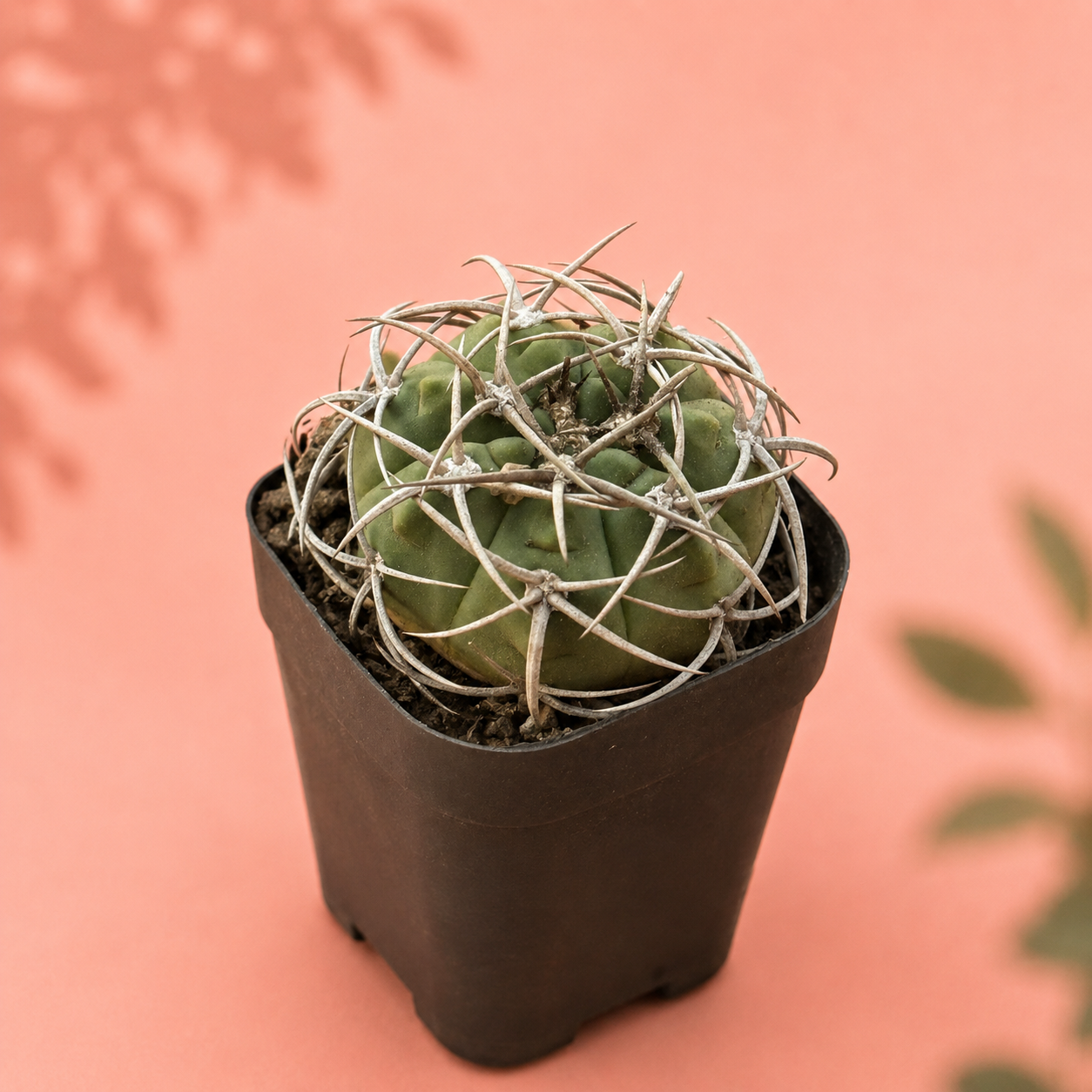 Thick Spined Gymnocalycium Type Live Collector Cactus Potted
