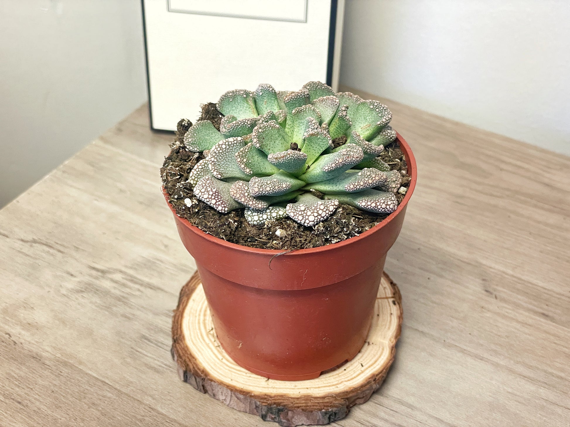 Titanopsis calcarea - Aizoaceae - 0