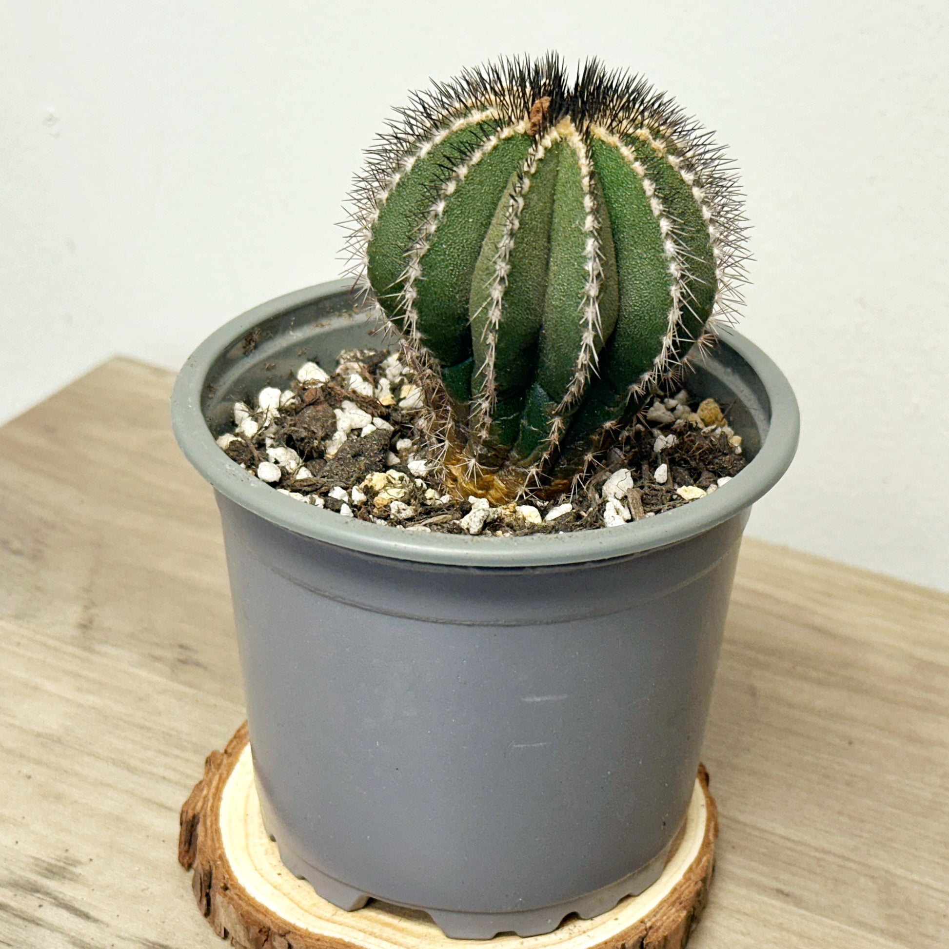 Uebelmannia pectinifer, Rare Cactus, Living Plants - 0