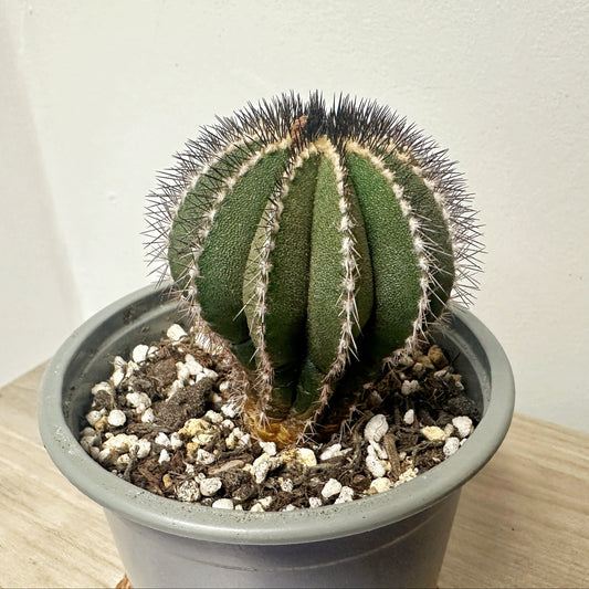 Uebelmannia pectinifer, Rare Cactus, Living Plants - 0