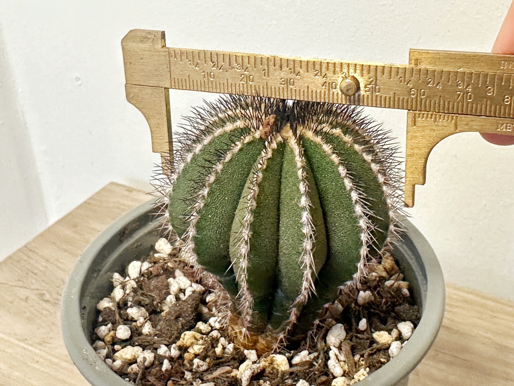 Uebelmannia pectinifer, Rare Cactus, Living Plants - 0