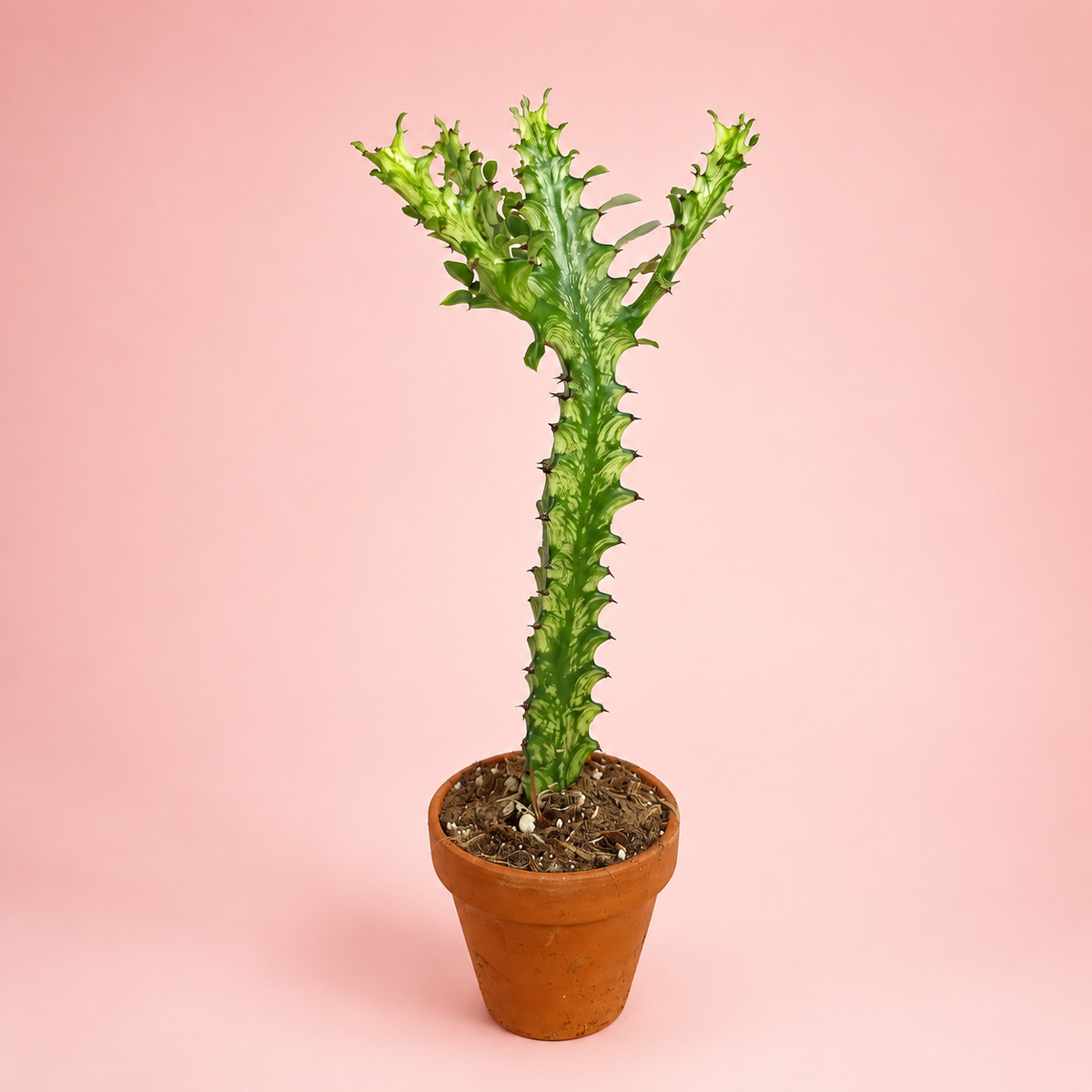 Variegated Euphorbia mayuranathanii Live Potted Succulent Houseplant in 8cm Nursery Pot