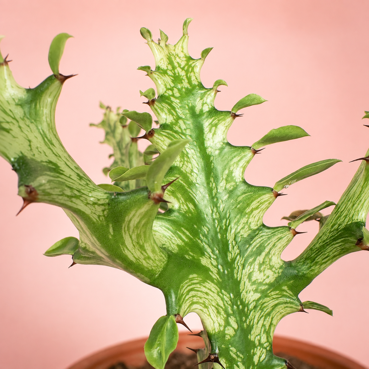 Variegated Euphorbia mayuranathanii Live Potted Succulent Houseplant in 8cm Nursery Pot