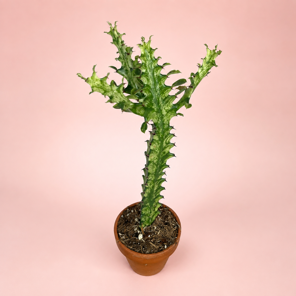 Variegated Euphorbia mayuranathanii Live Potted Succulent Houseplant in 8cm Nursery Pot