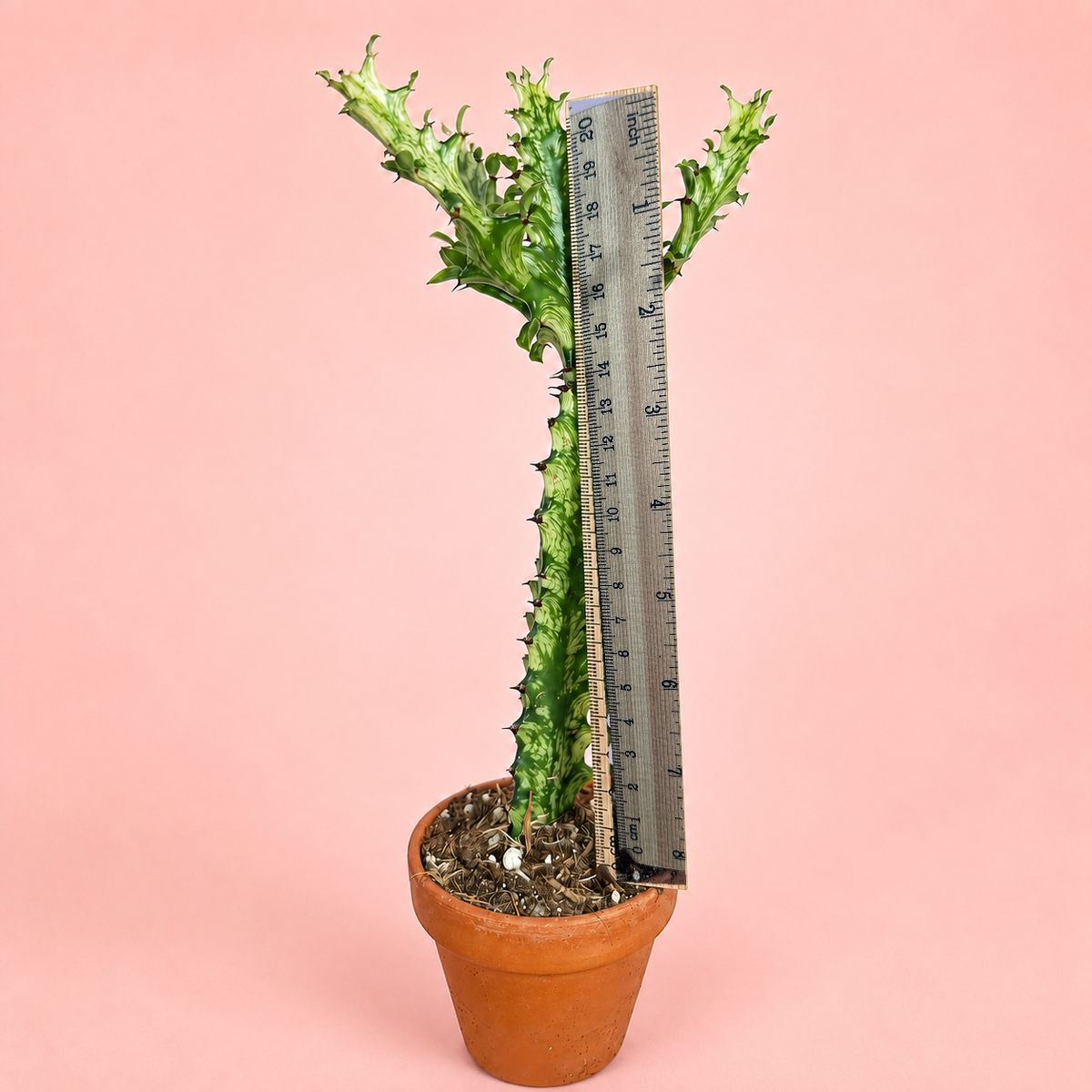 Variegated Euphorbia mayuranathanii Live Potted Succulent Houseplant in 8cm Nursery Pot