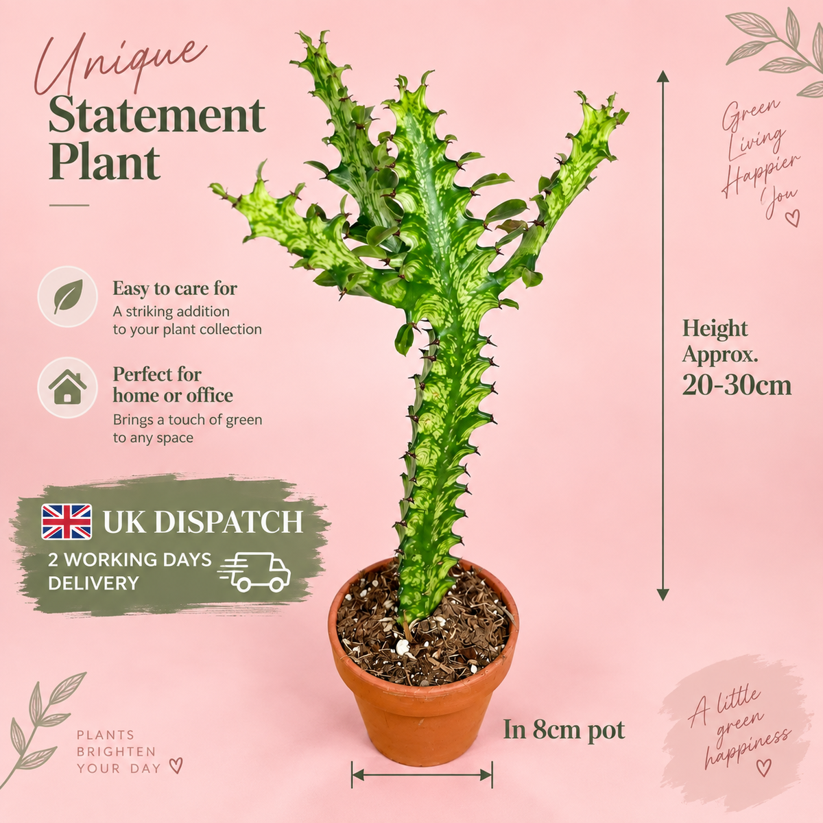 Variegated Euphorbia mayuranathanii Live Potted Succulent Houseplant in 8cm Nursery Pot