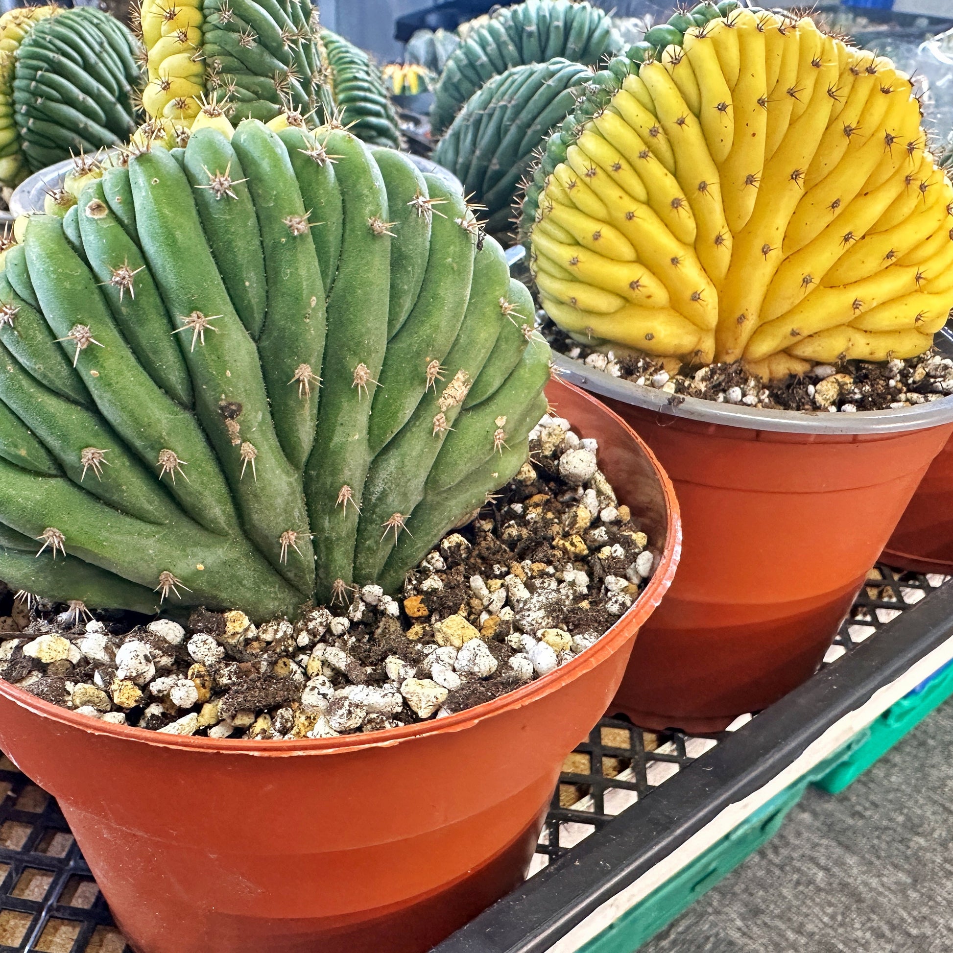 cereus succulent Yellow Cereus Pachanoi Variegated Well Rooted Succulent Cactus, Shipped Bare Root