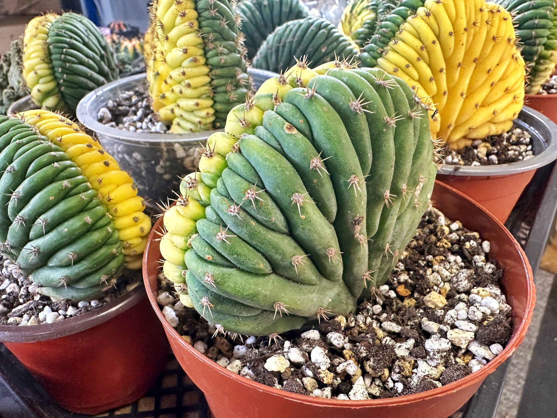 rare succulents and cacti Yellow Cereus Pachanoi Variegated Well Rooted Succulent Cactus, Shipped Bare Root
