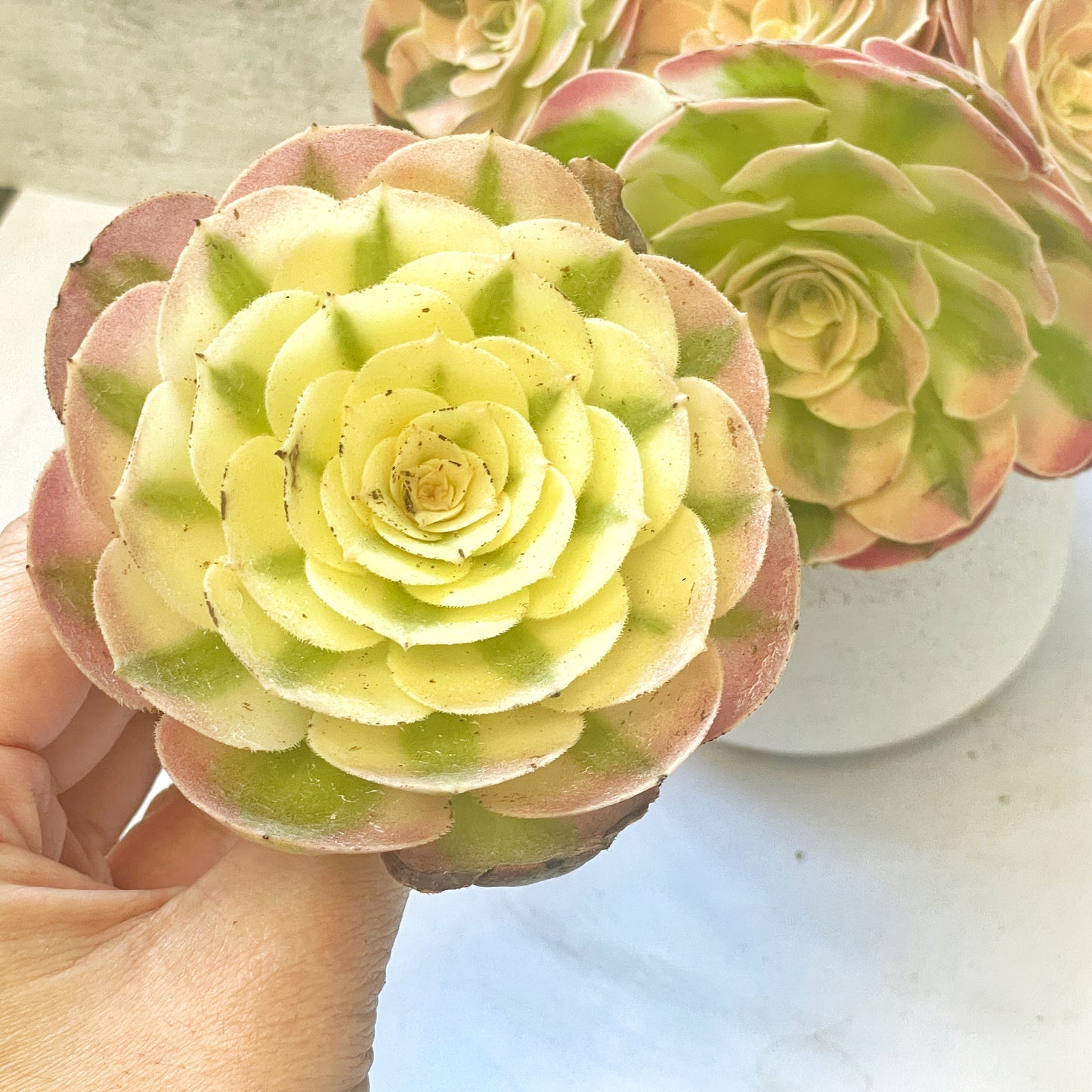 Green succulent plant 