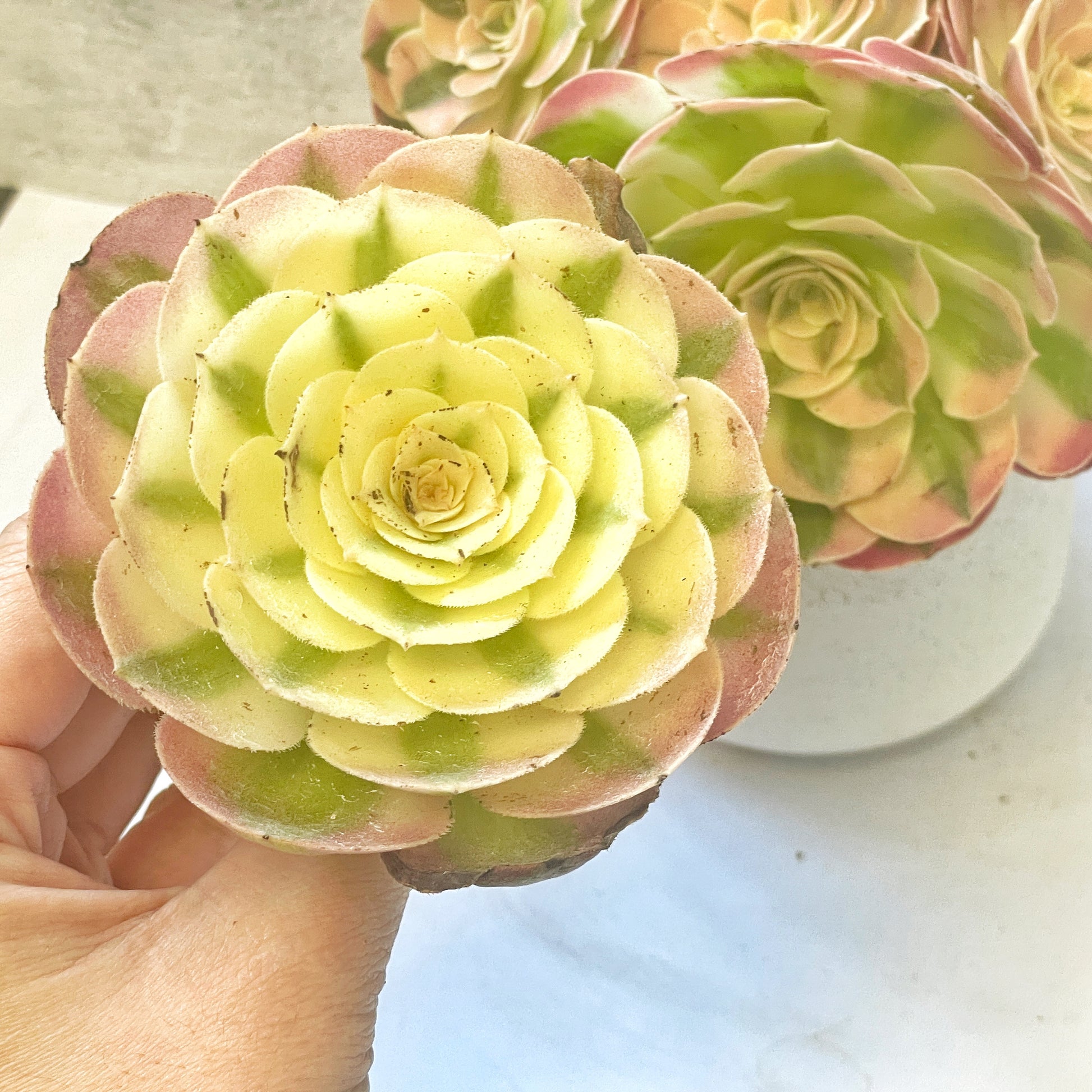 Green succulent plant 