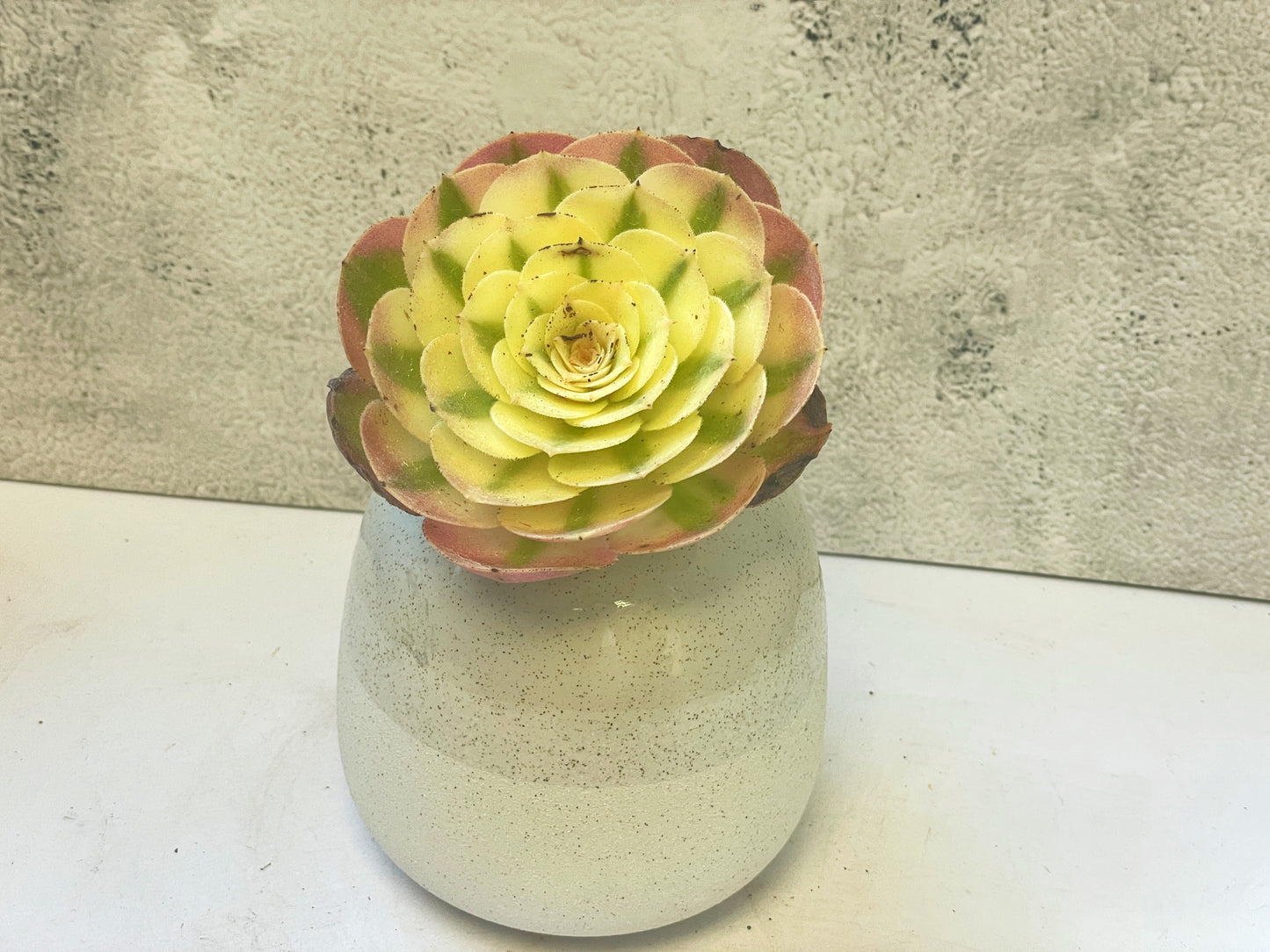 Green succulent plant 