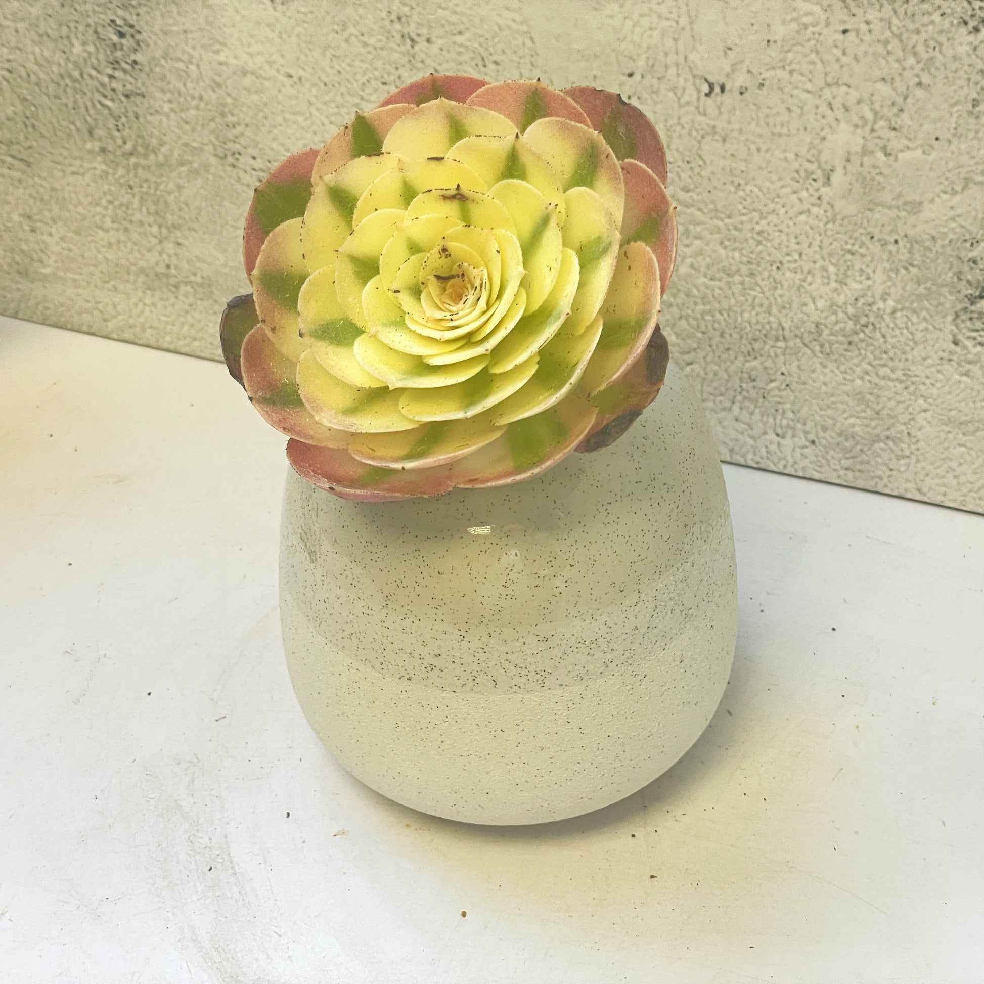 Green succulent plant 
