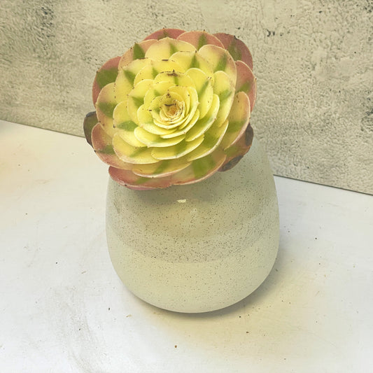 Green succulent plant 